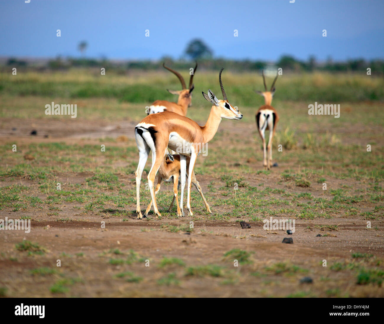 Grant's gazelle (Nanger granti), Amboseli National Park, Kenya Stock Photo