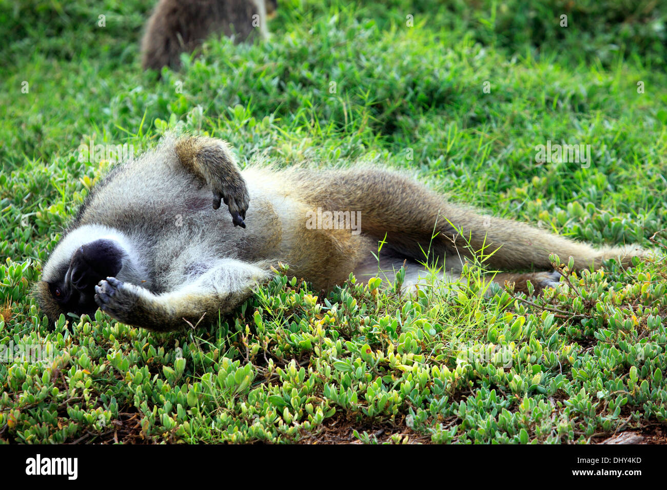 Olive Baboon (Papio anubis), Amboseli National Park, Kenya Stock Photo