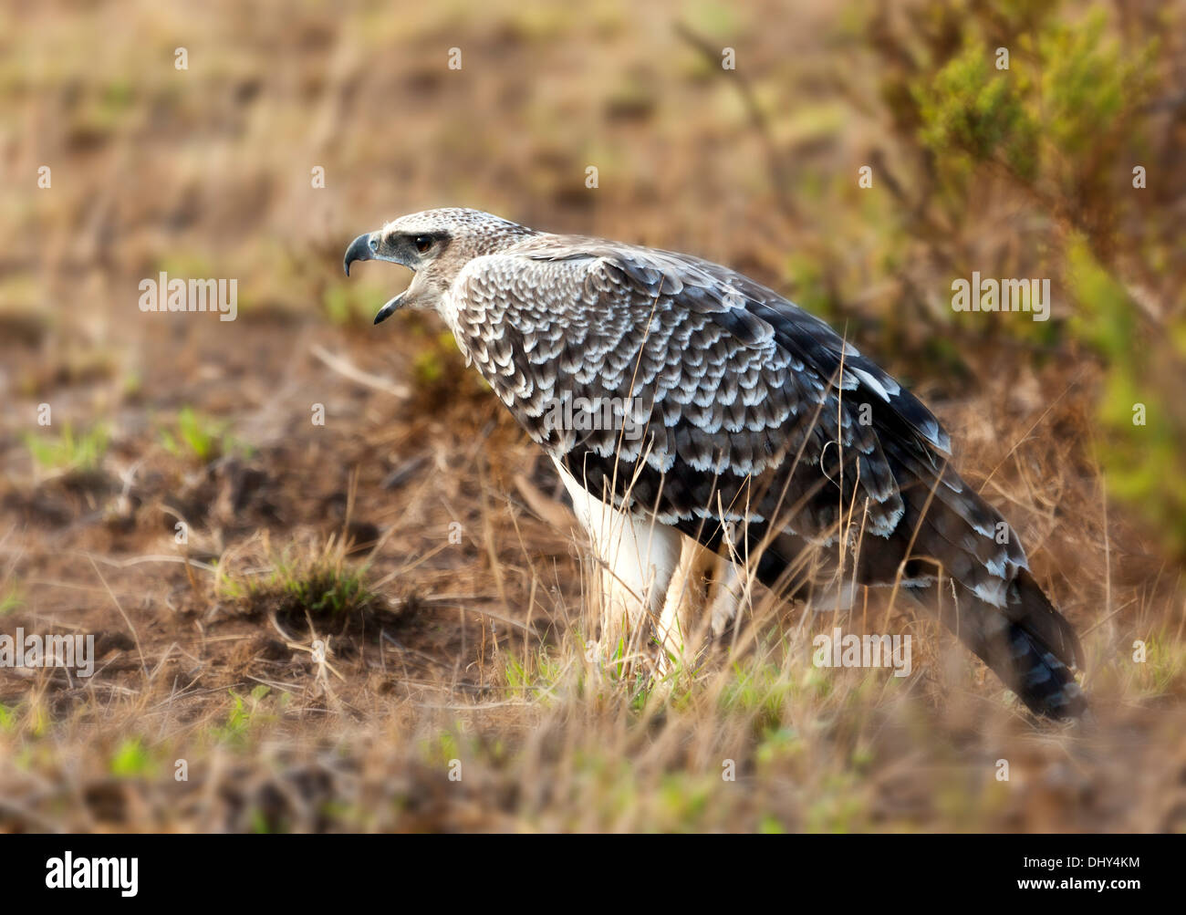 Pallid Harrier (Circus macrourus), Amboseli National Park, Kenya Stock Photo