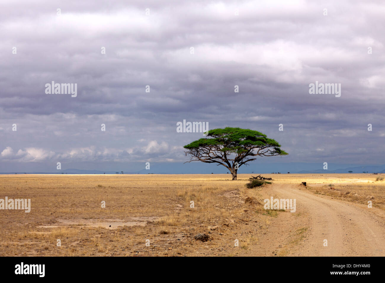 Lonely tree, Amboseli National Park, Kenya Stock Photo