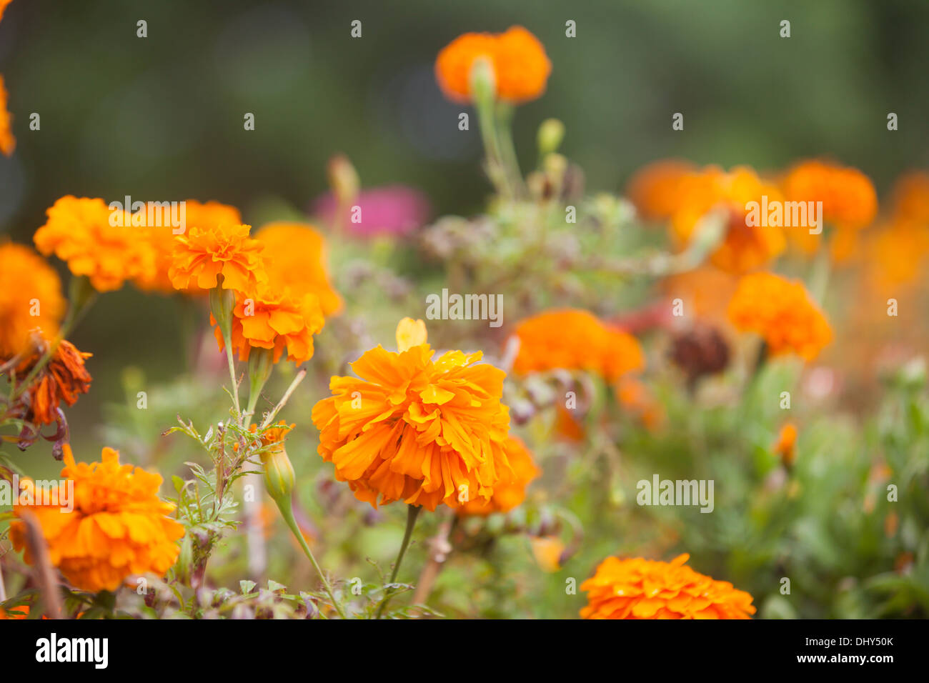 Page 3 Space Bugs High Resolution Stock Photography And Images Alamy