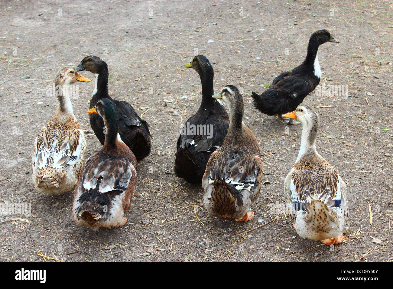 Flight of house ducks going in the yard Stock Photo Alamy