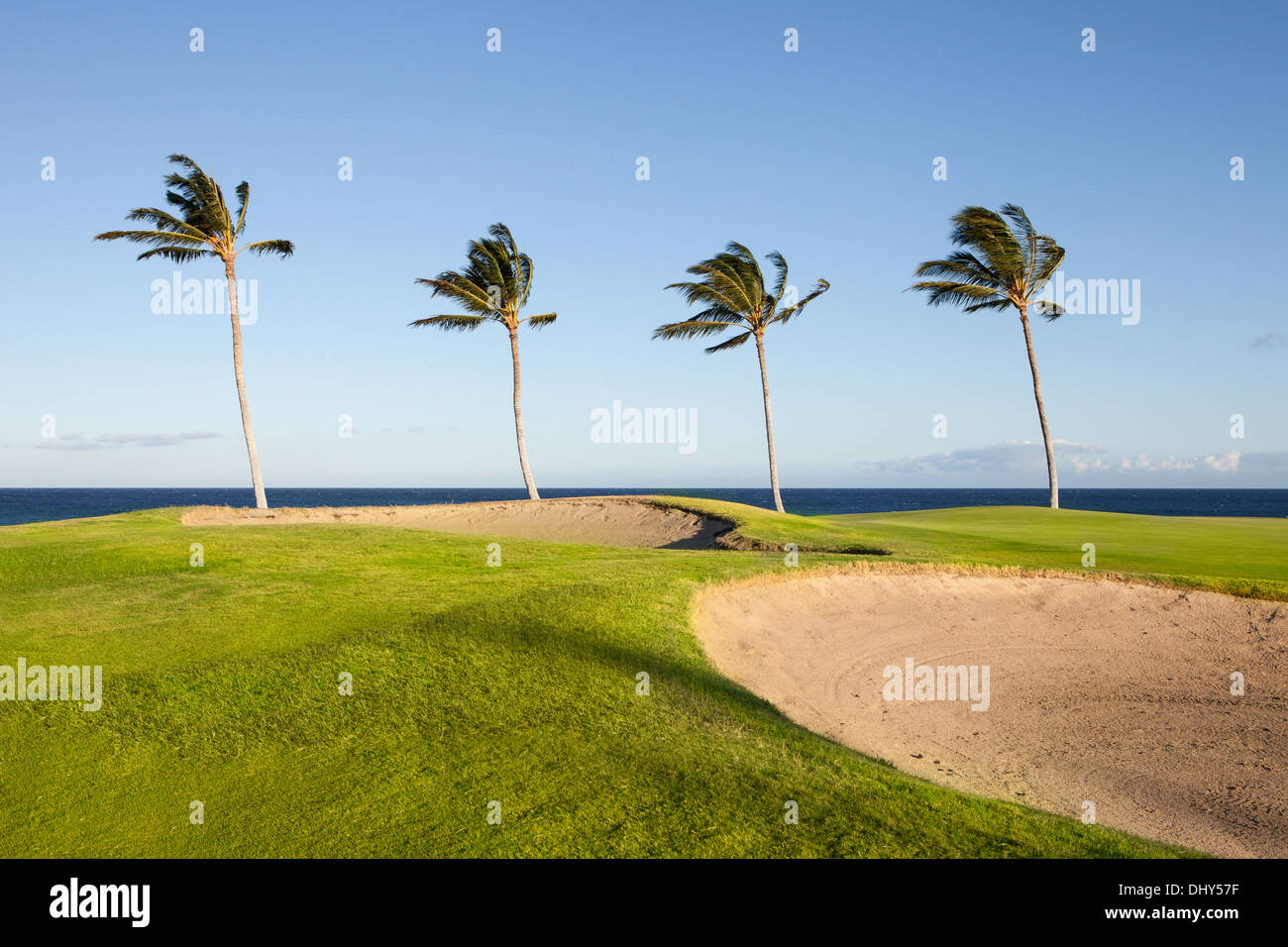 Beautiful Golf Course in Hawaii on the Ocean with Palm Trees Stock Photo