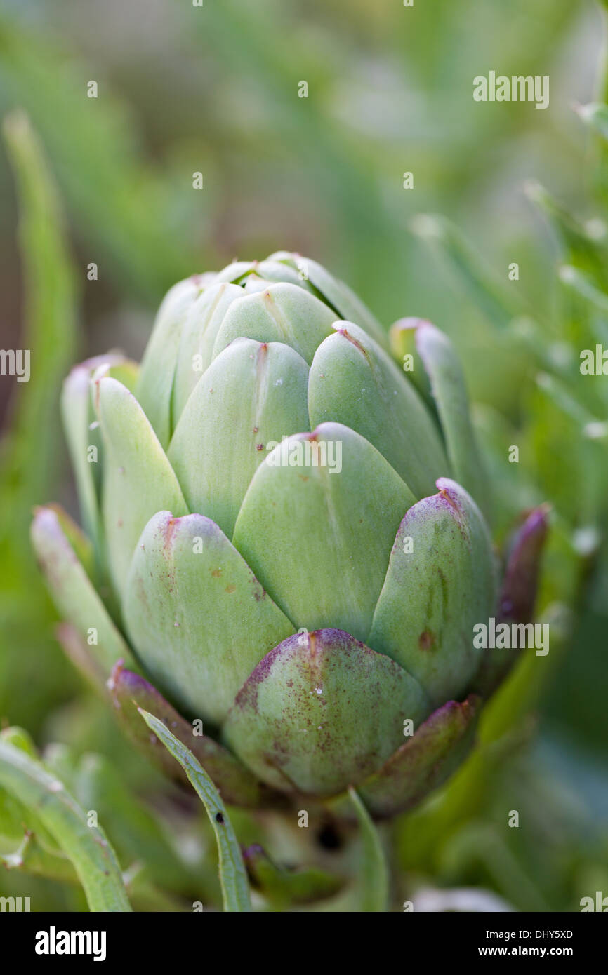 Artichoke growing in the early stage of growth Stock Photo Alamy