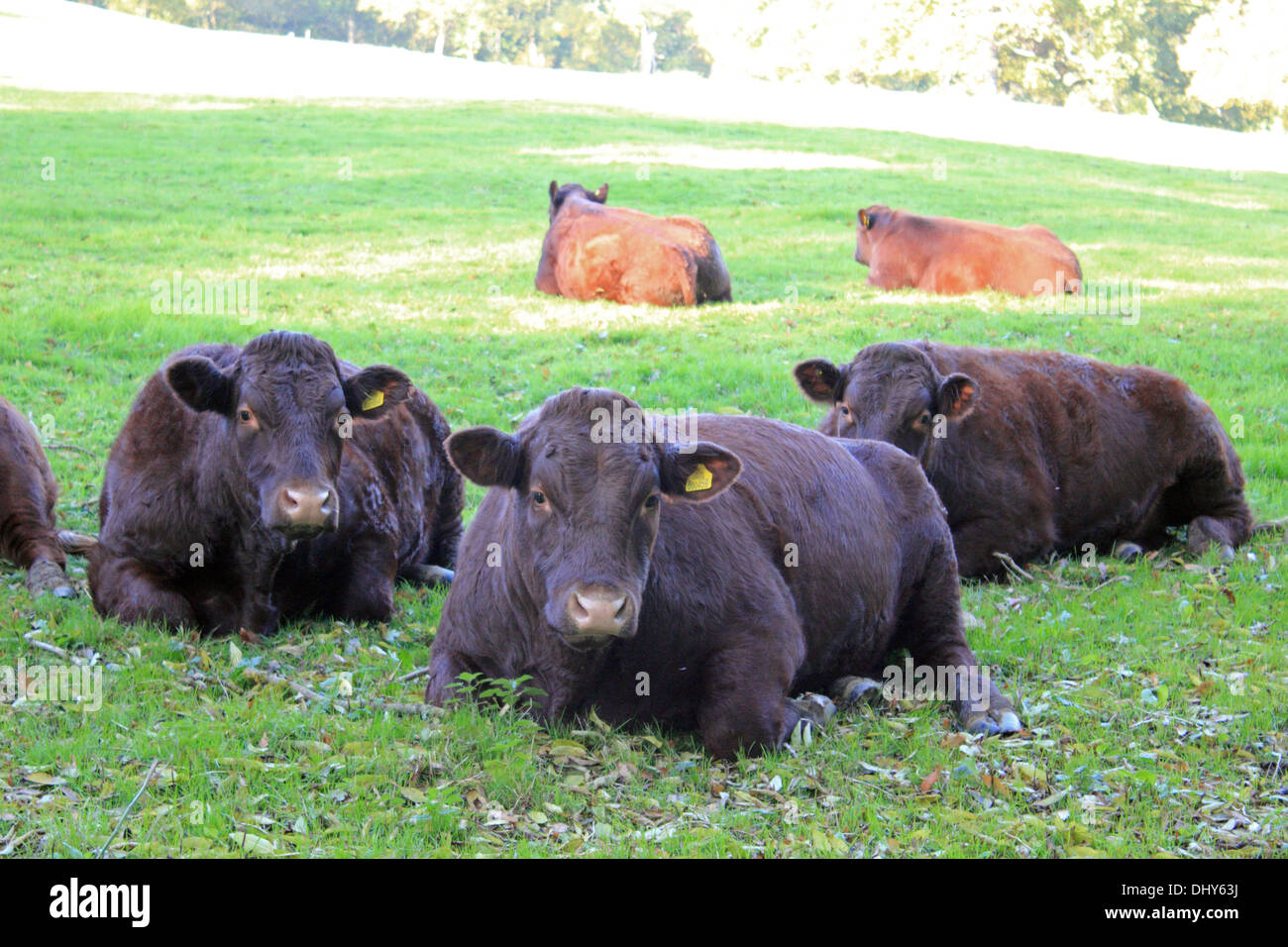 Black cows laying down in a field, Runnymede Surrey England Stock Photo