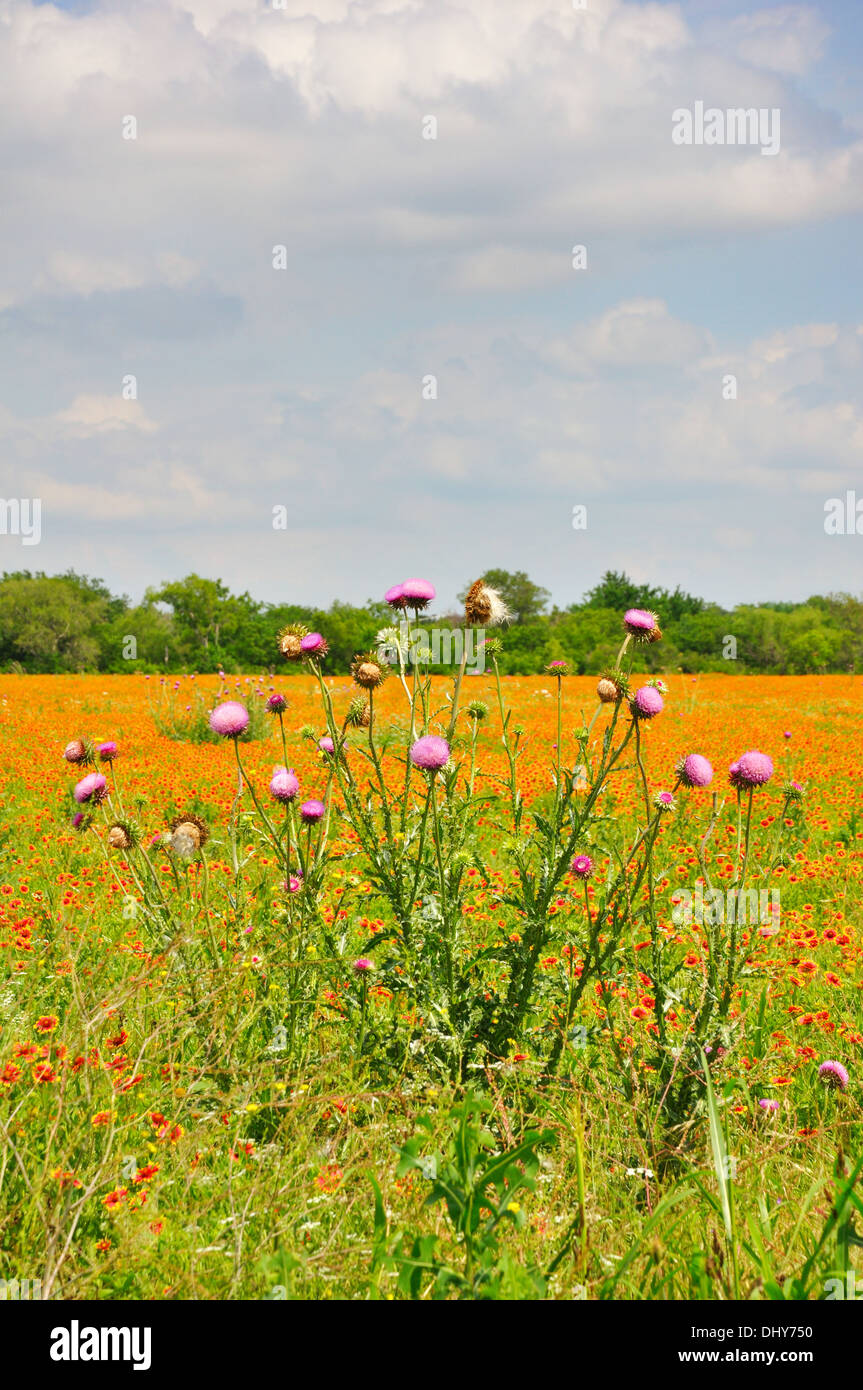 Wild flower field in spring, north Texas, USA Stock Photo Alamy