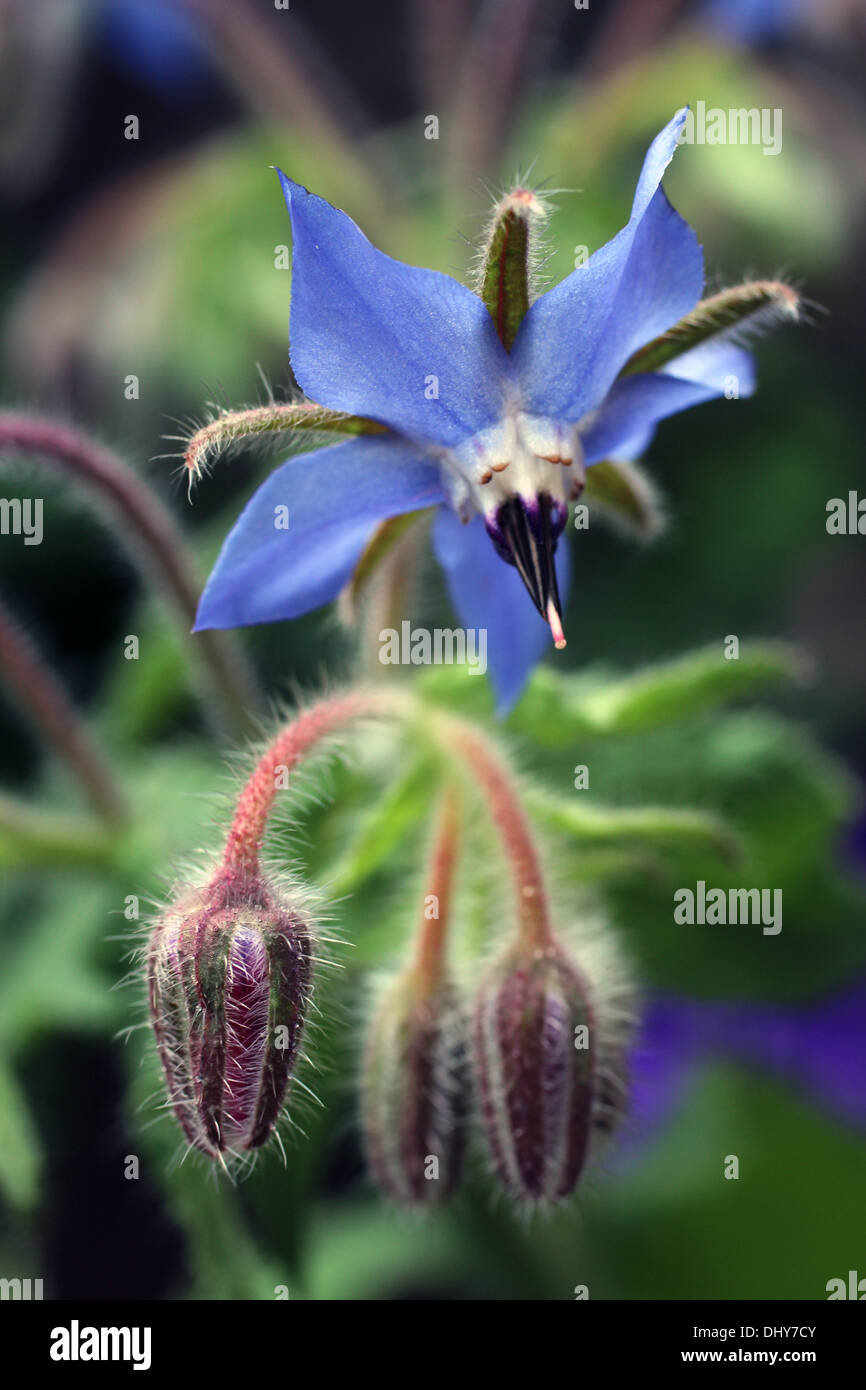 Borage flower Borago officinalis starflower annual herb