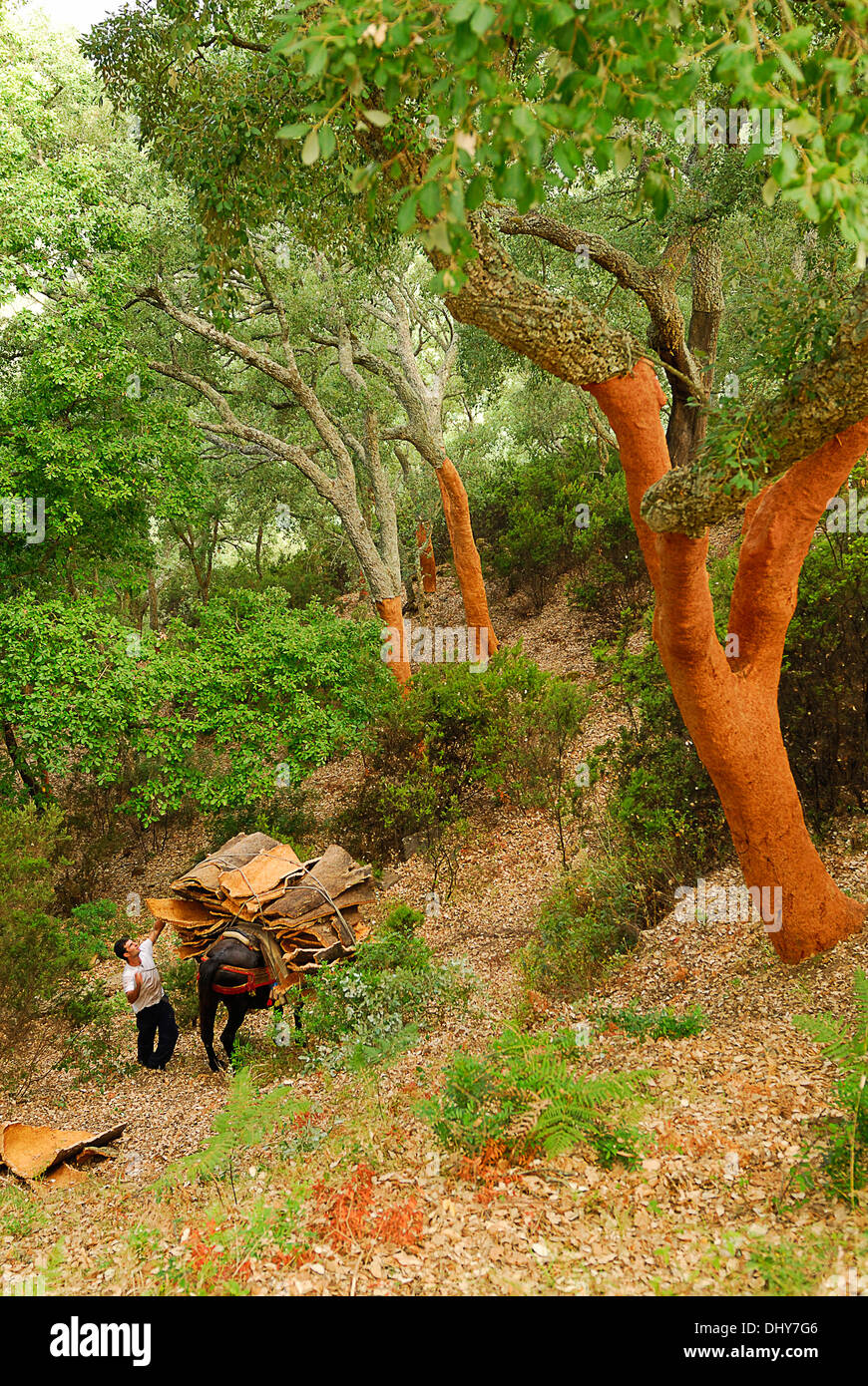 Descorche en el bosque de alcornoques, Spain, rural,Cádiz Stock Photo