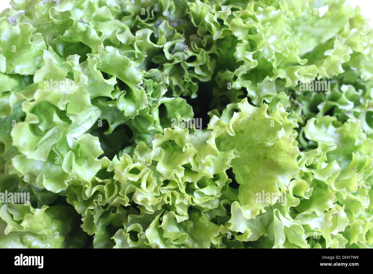 tasty and green leaves of useful lettuce Stock Photo