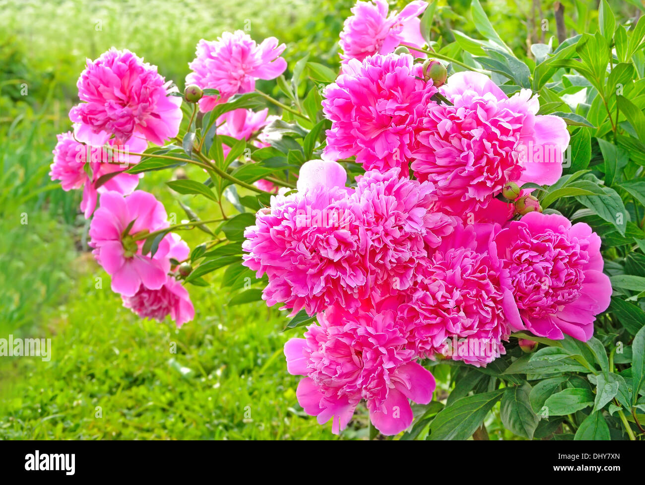 Pink peonies in the garden Stock Photo
