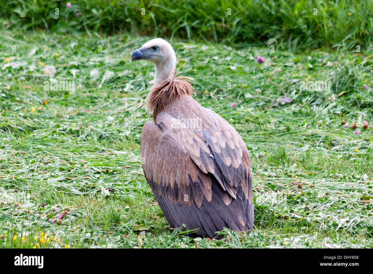 Griffon Vulture on the ground in the Spanish Pyrenees Stock Photo - Alamy