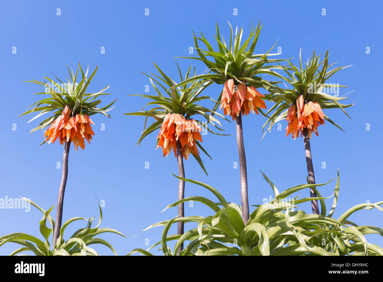 Orange Crown Imperial Lily, latin name Frittilaria imperialis Stock