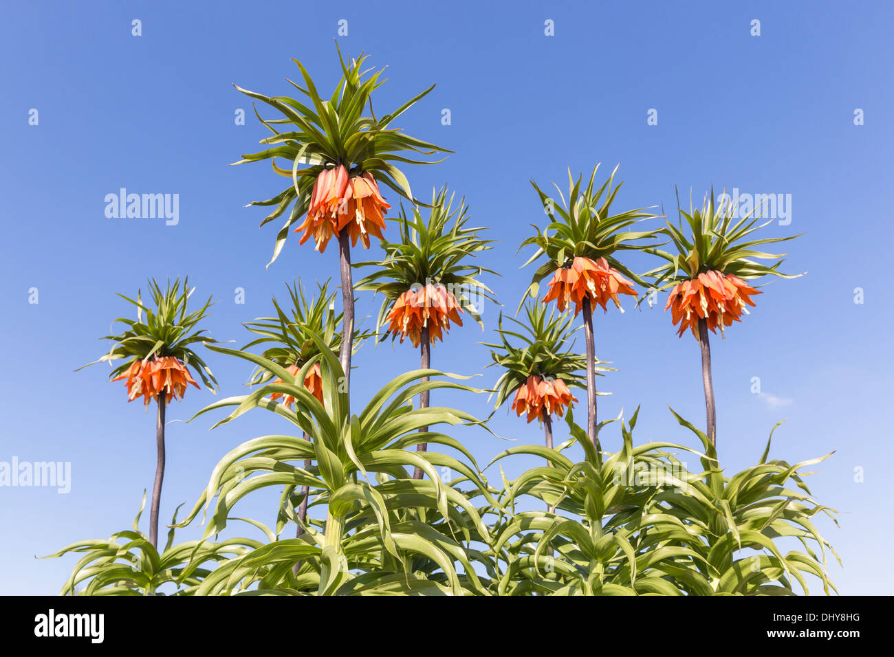 Orange Crown Imperial Lily, latin name Frittilaria imperialis Stock