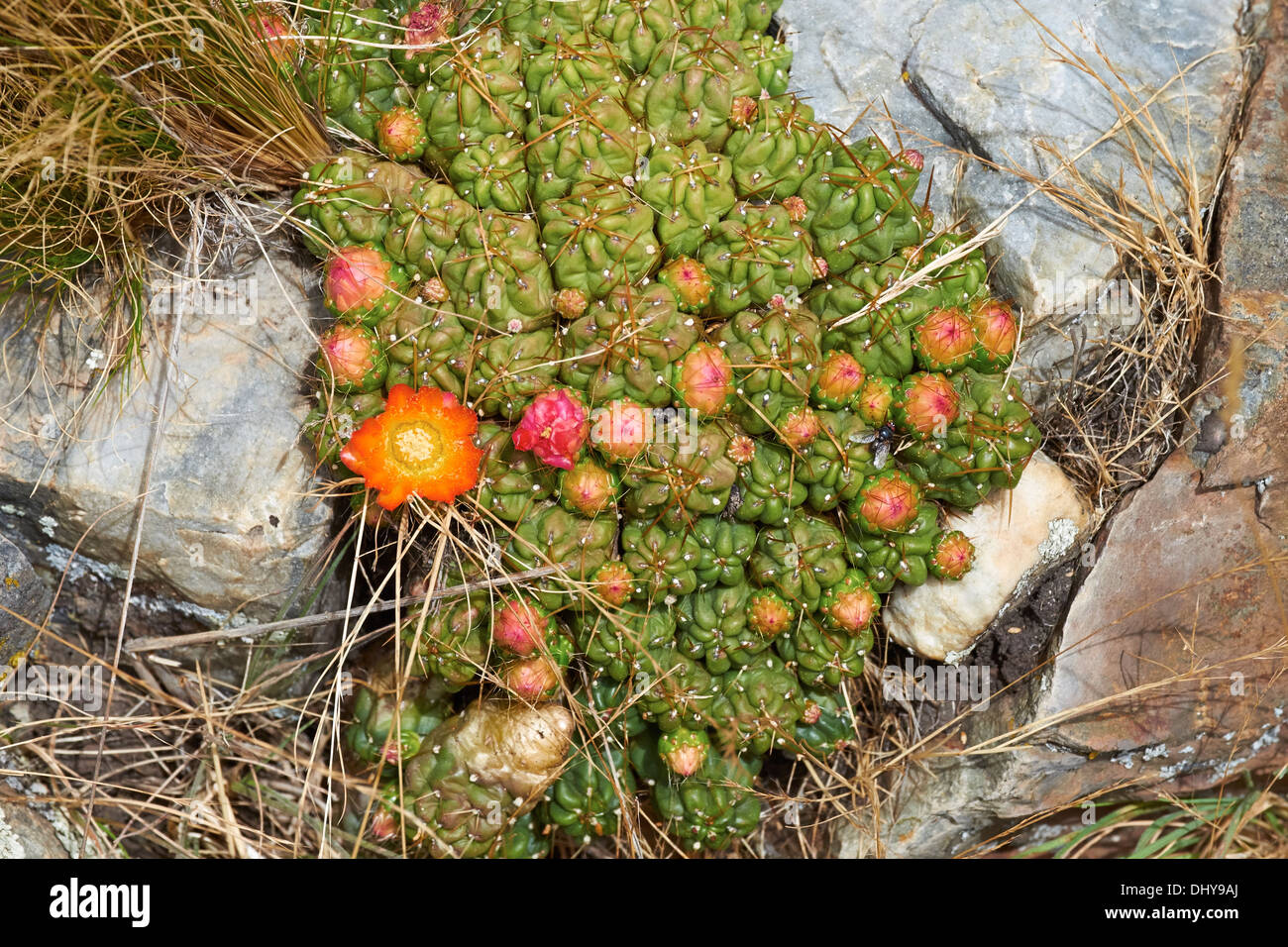 A flowering Opuntoid Cactus high up in the Peruvian Andes, South America. Stock Photo