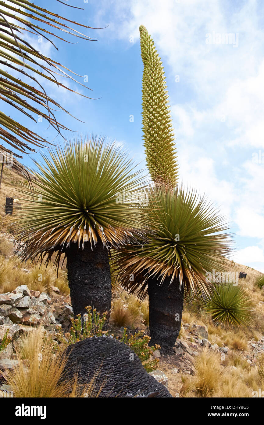 Burnt Puya Raimondii Plants high up in the Peruvian Andes, South America. Stock Photo