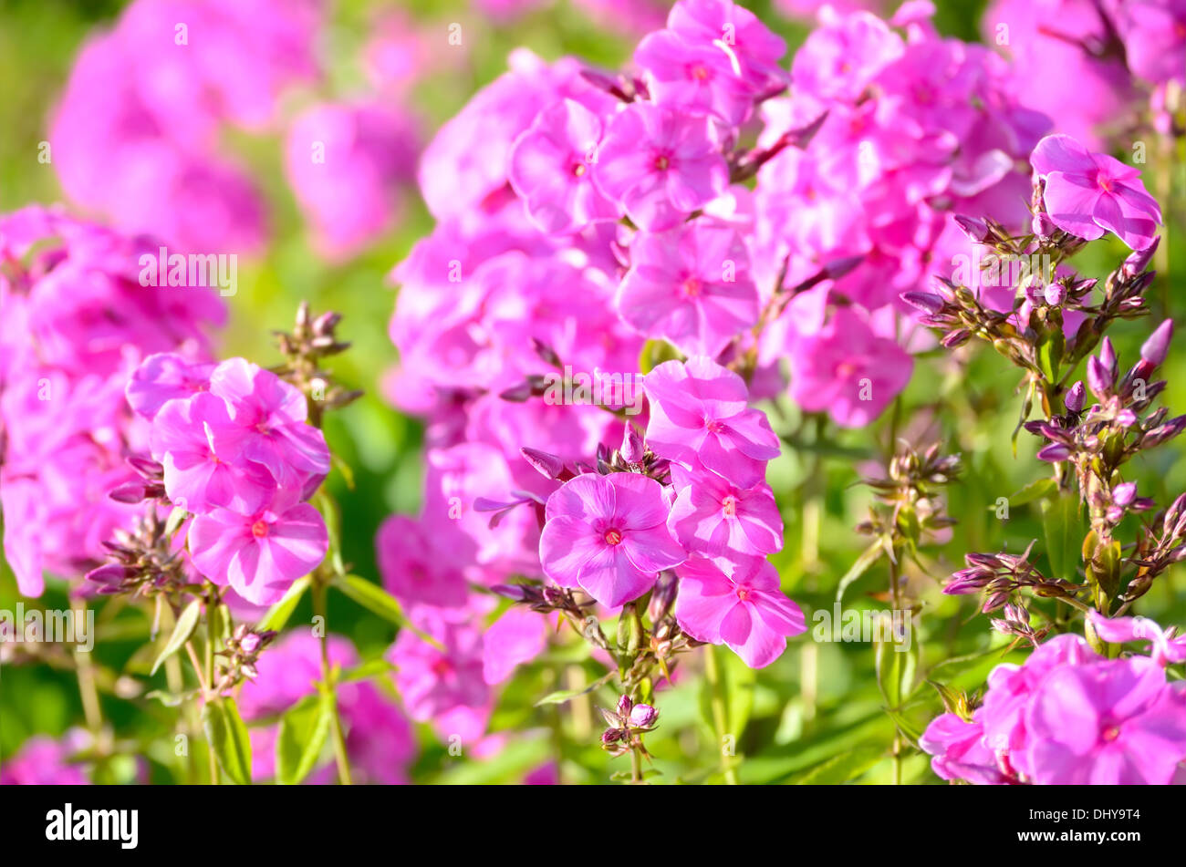 Pink phlox flowers in the garden, selective focus Stock Photo - Alamy