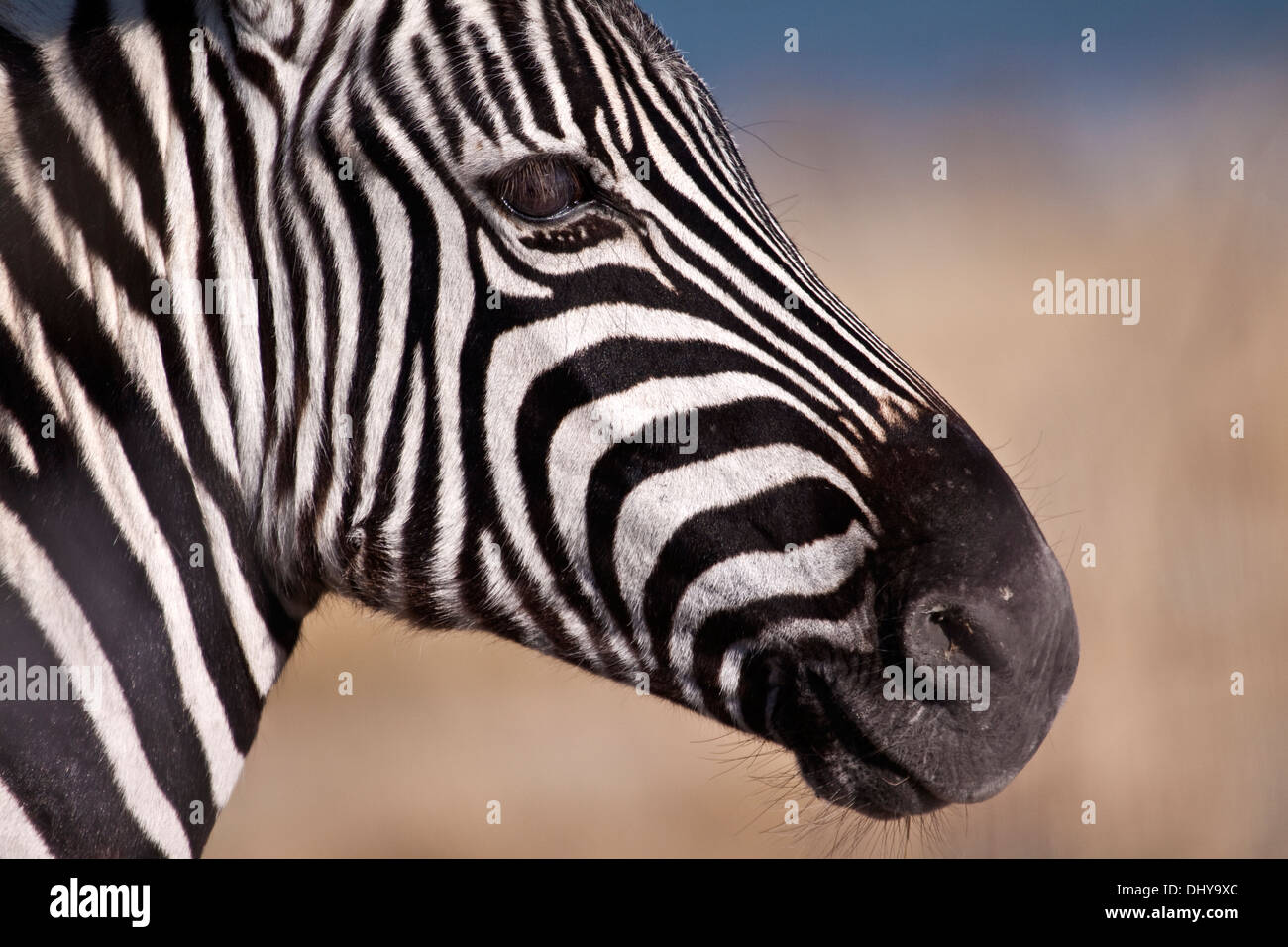Zebra in Etosha National Park Stock Photo