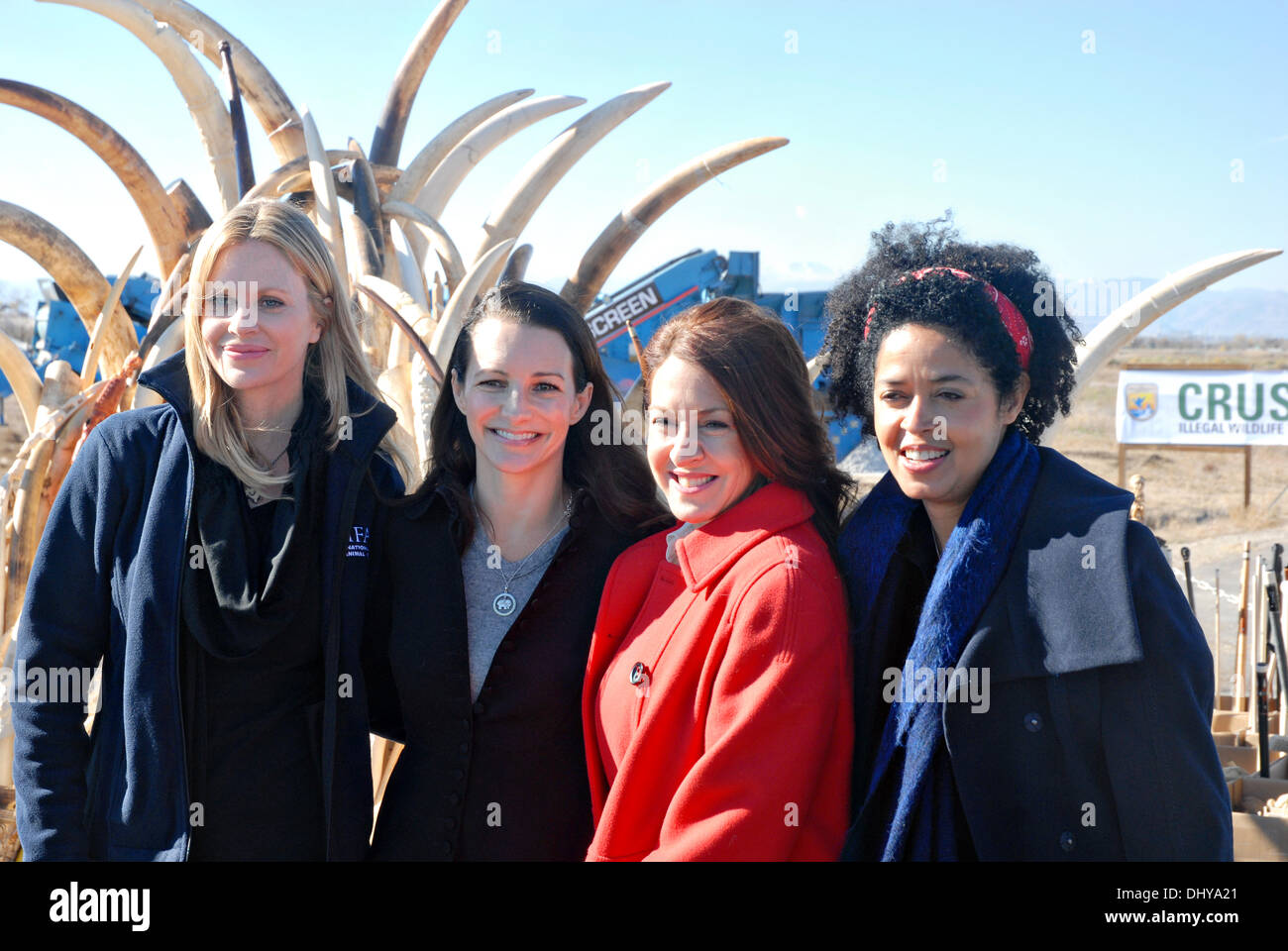 Celebrities Kristin Bauer, left, Kristin Davis, Joely Fisher, and Dr. Paula Kahumbu, CEO of WildlifeDirect, pose in front of six tons of confiscated ivory before is is crushed November 14, 2013 in Commerce City, CO. The ivory stockpile collected over the past 25 years through smuggling busts and border confiscations was fed through a stone crusher and destroyed to discourage poaching. Stock Photo