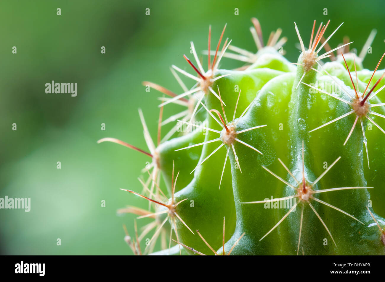 Close up Garden Cactus - Stock Image Stock Photo