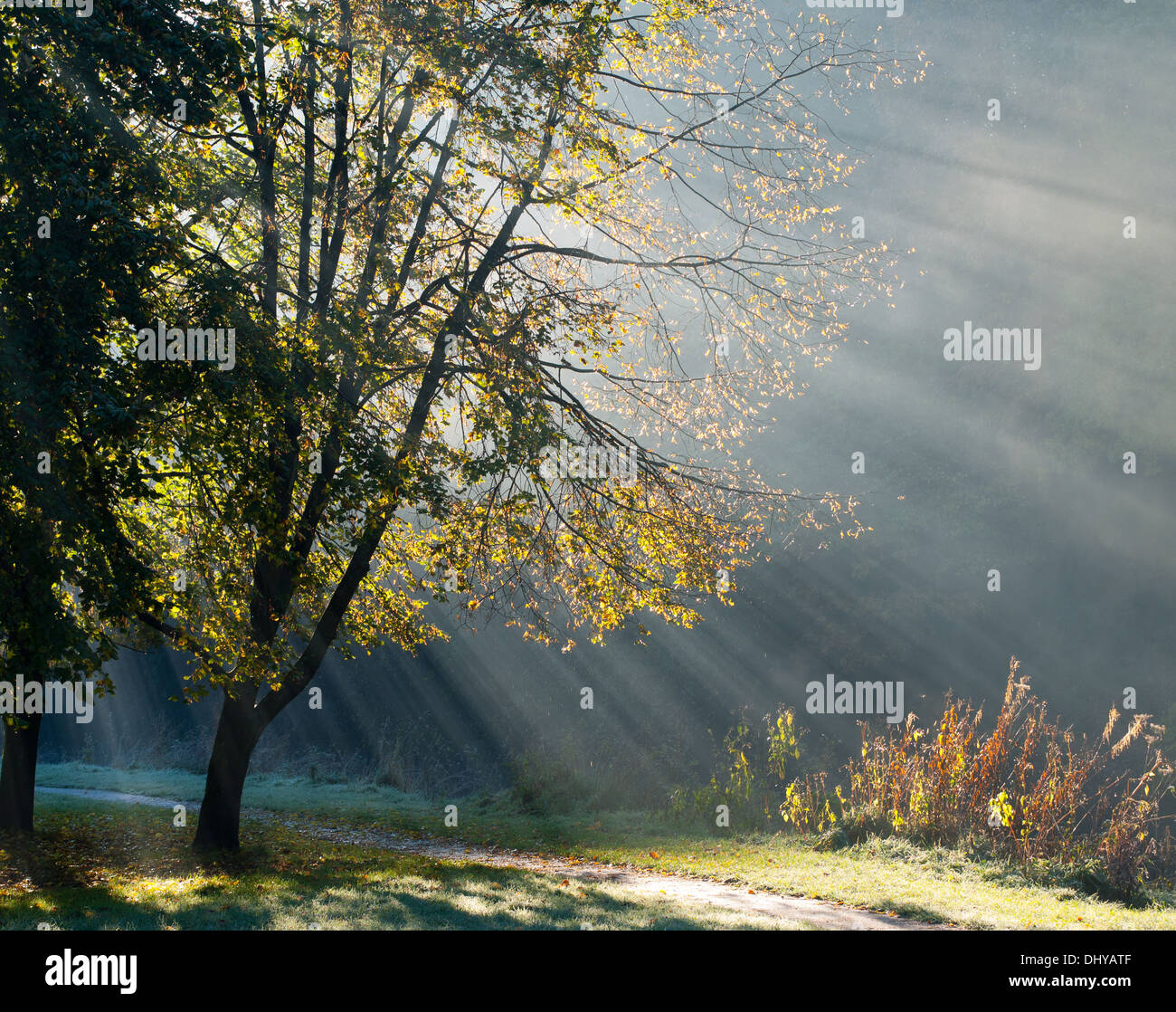 Sunlight shining through trees in mist Stock Photo