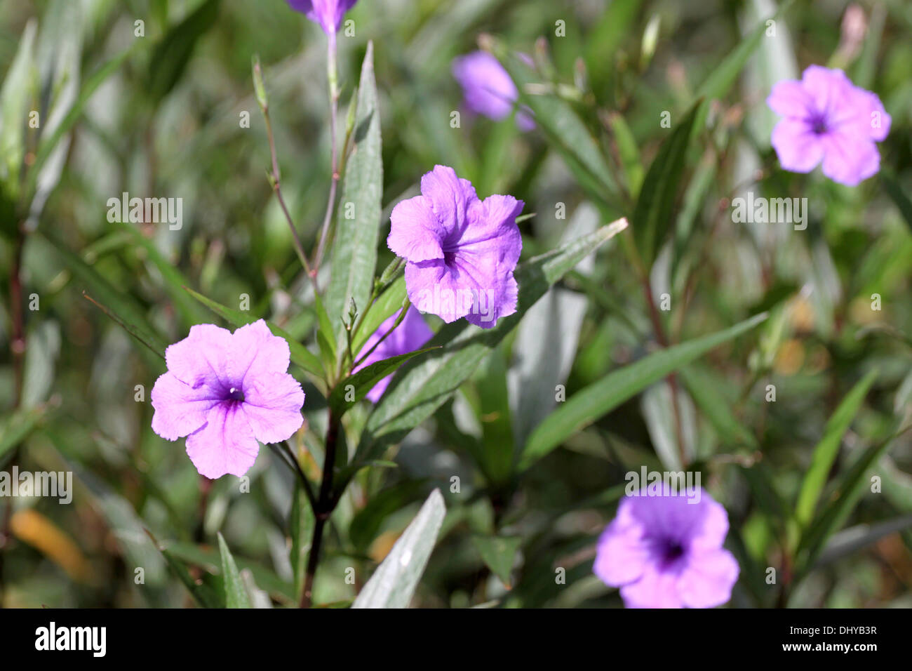Purple flowers in the garden of background Stock Photo - Alamy