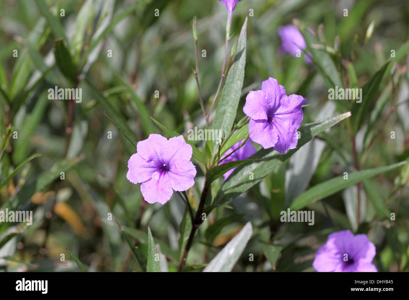 Purple flowers in the garden of background Stock Photo - Alamy