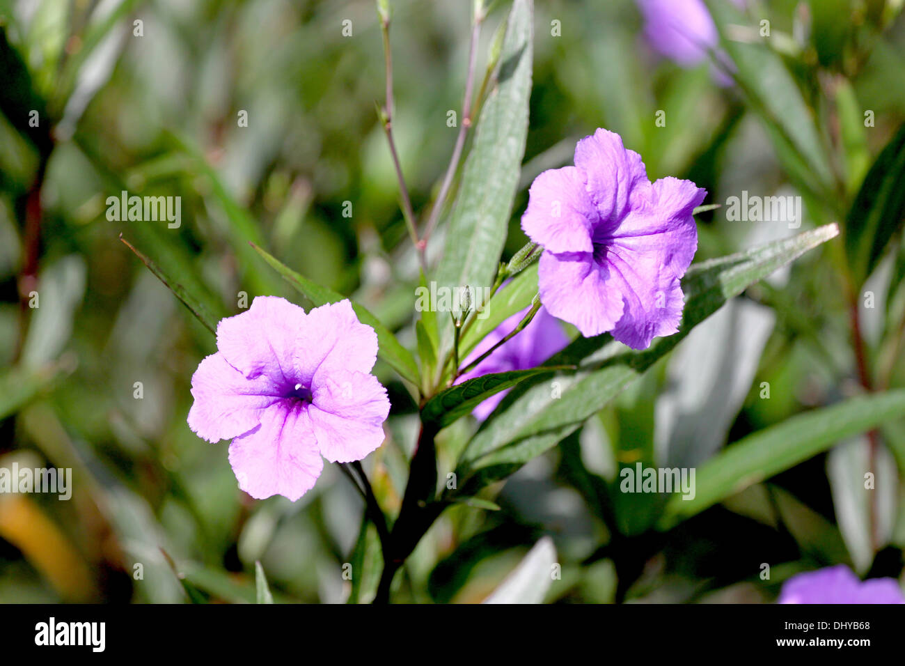 Purple flowers in the garden of background Stock Photo - Alamy