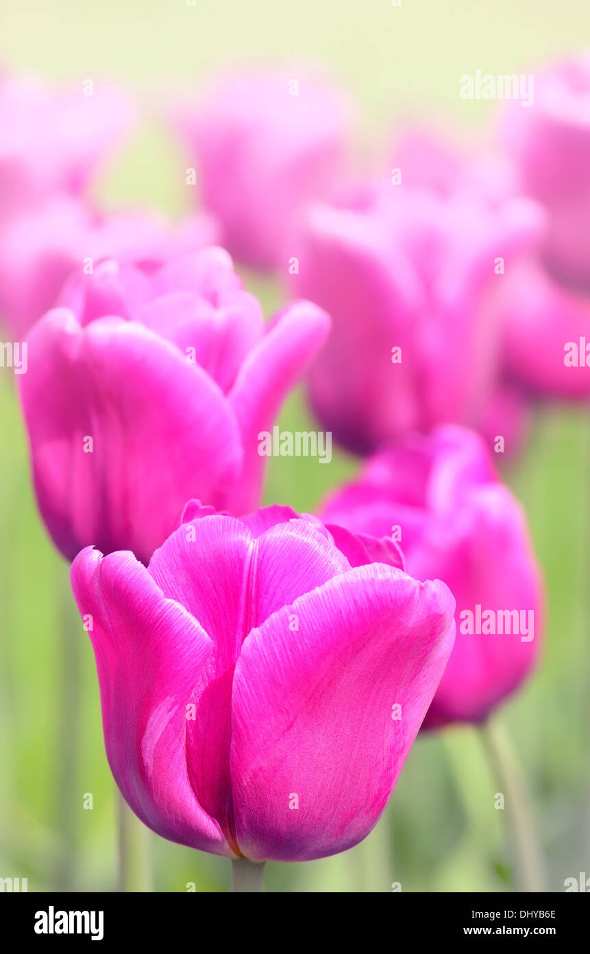 Purple tulips, close up view Stock Photo Alamy