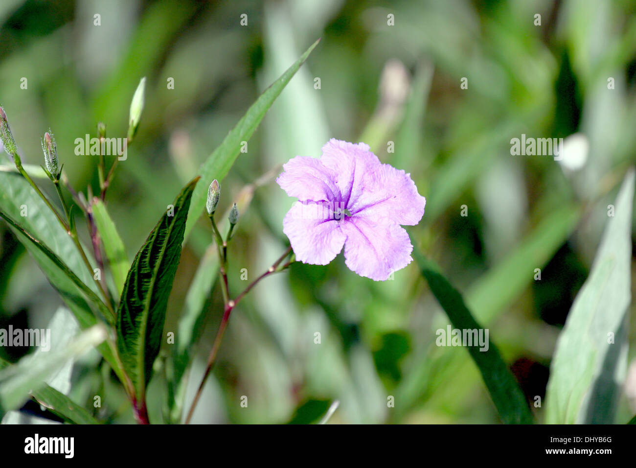 Purple flowers in the garden of background Stock Photo - Alamy