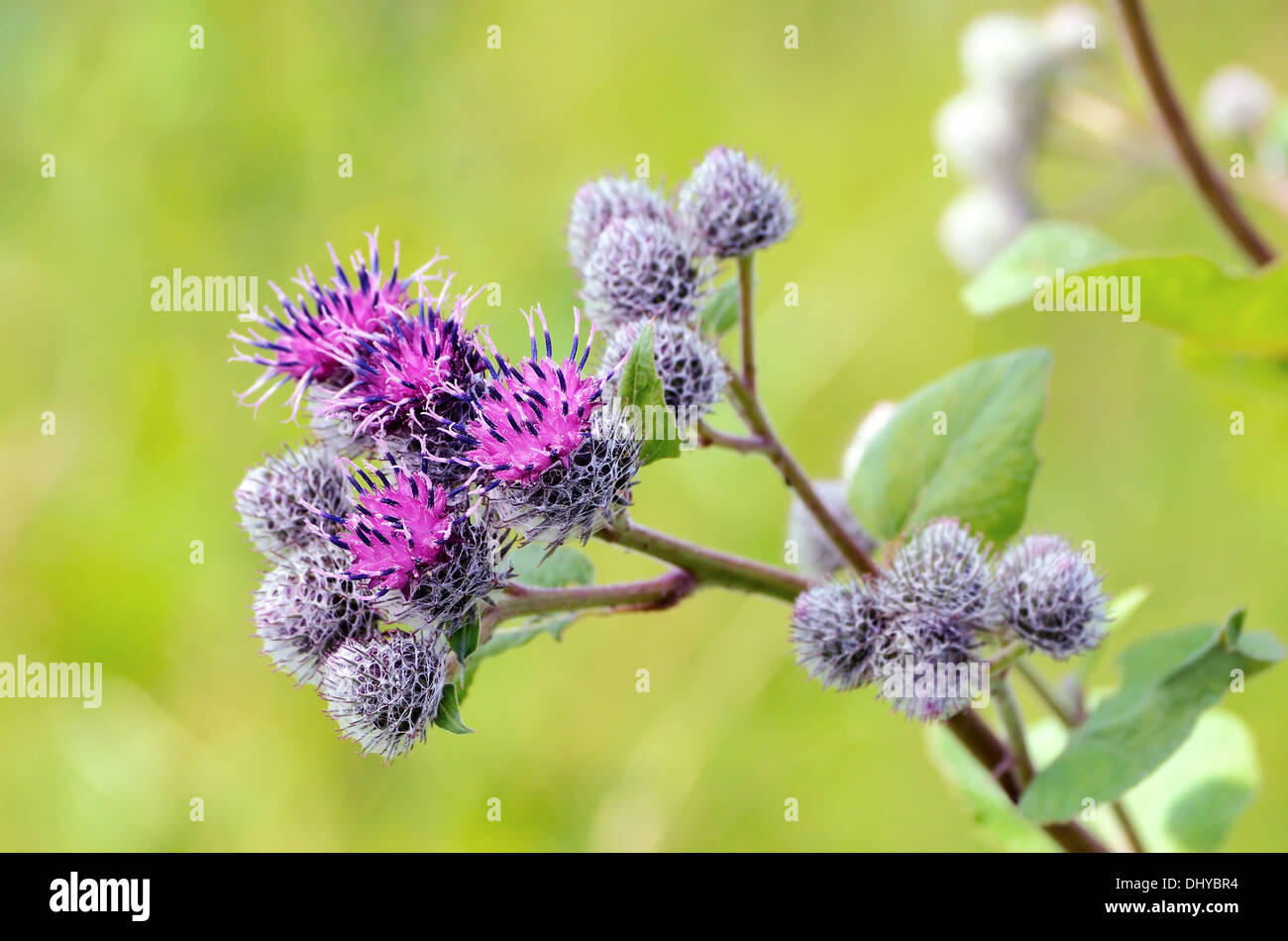 Flowering Great Burdock (Arctium lappa), close up view Stock Photo