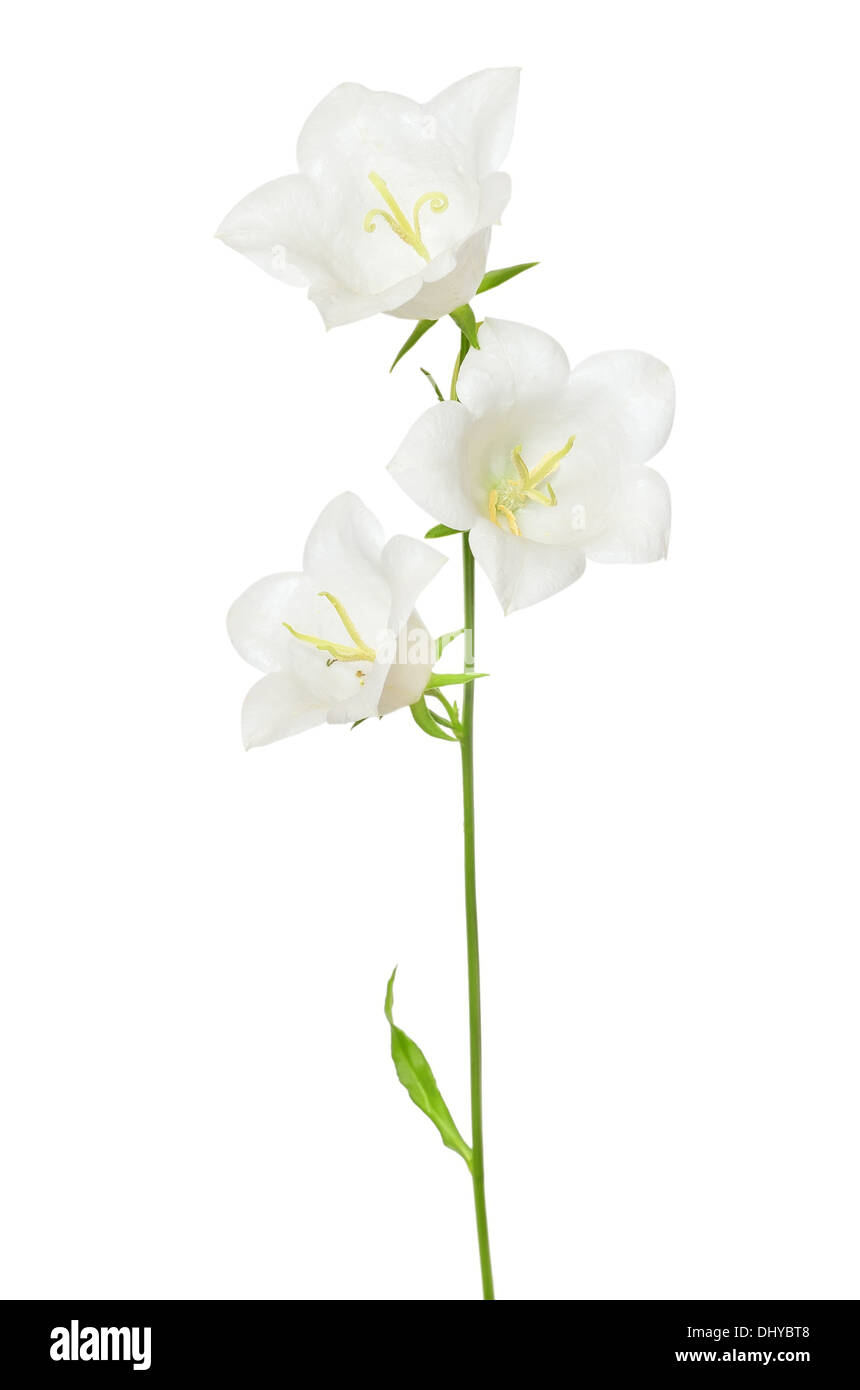 White campanula flower isolated on white background Stock Photo