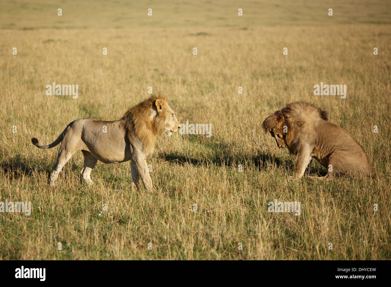 Two male lions size each other up preparing for a fight. The one lions takes a submissive stance Stock Photo