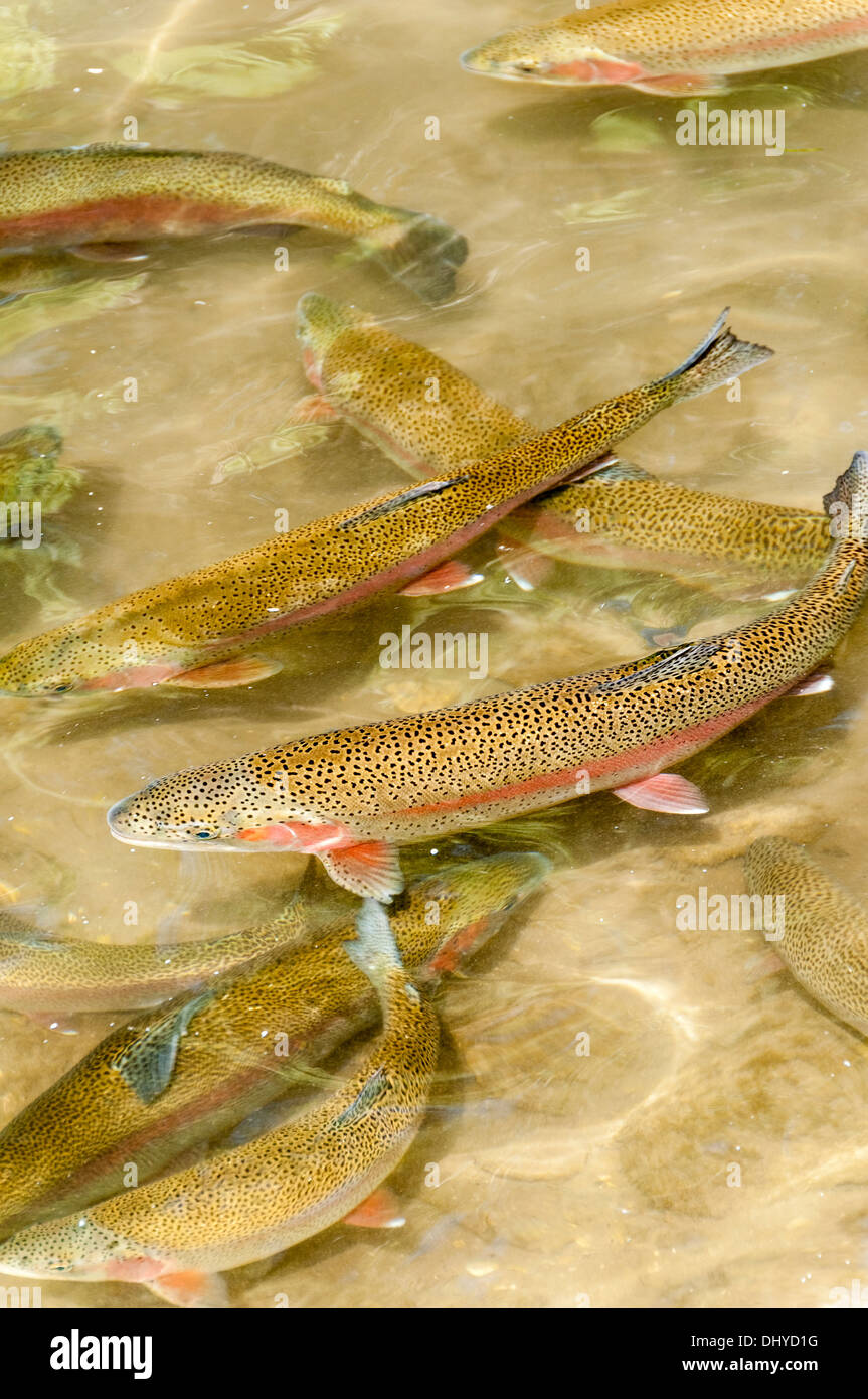 Rainbow trout in a pond, D.C. Booth National Fish Hatchery, Spearfish, South Dakota Stock Photo