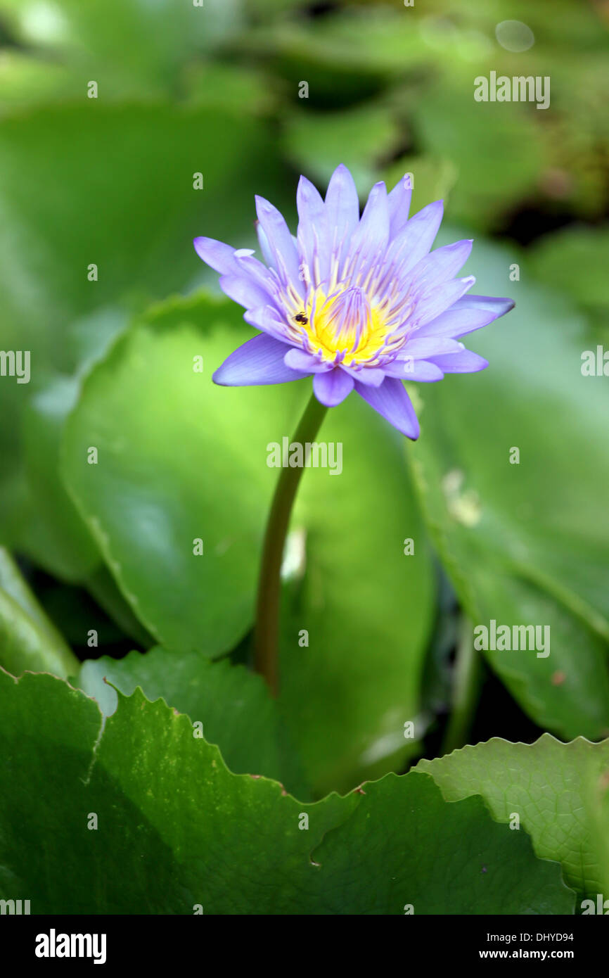 The Violet lotus in focus of Hight view. Stock Photo