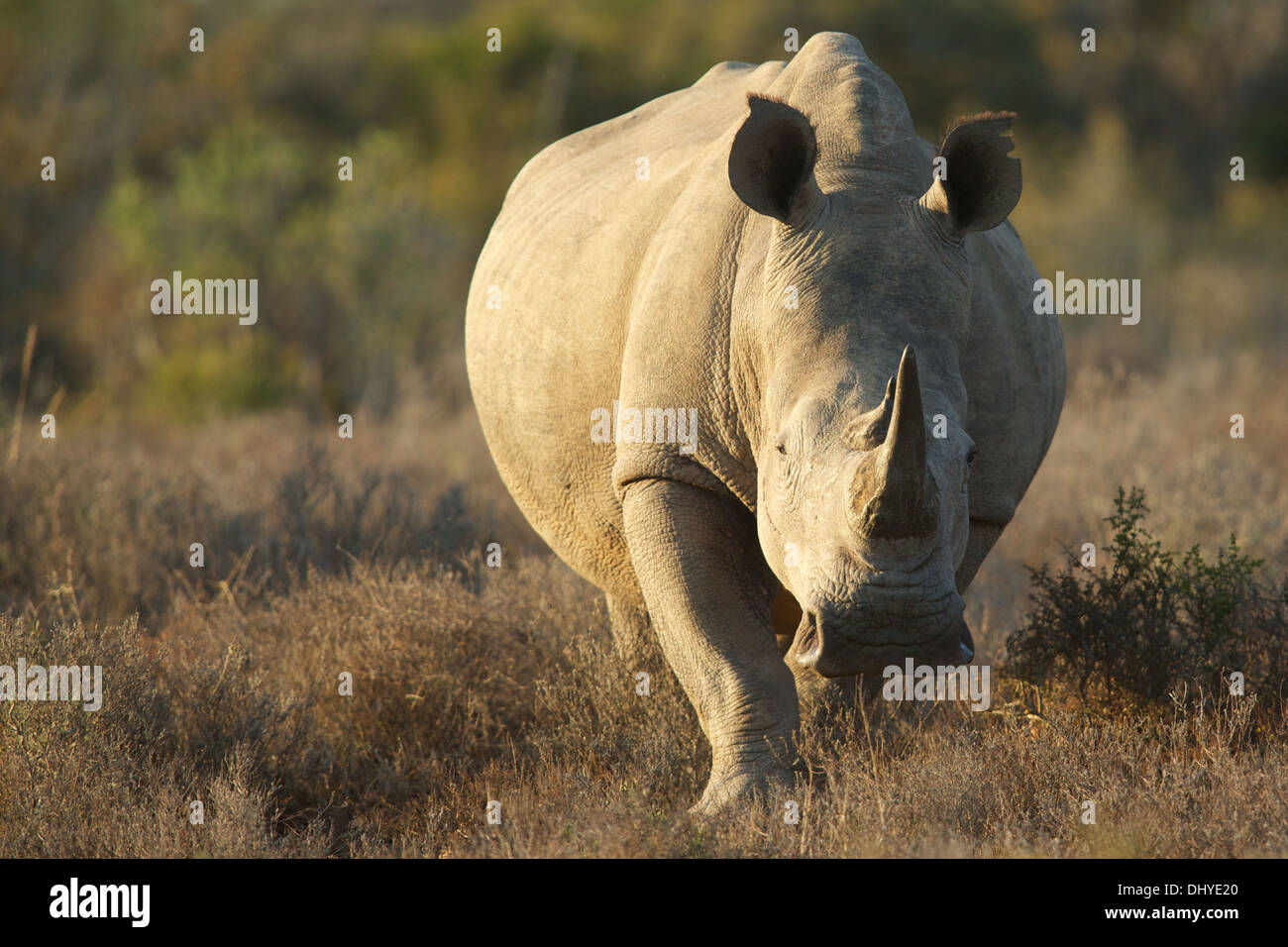 White rhinoceros walk in the bush in the Eastern Cape of South Africa Stock Photo