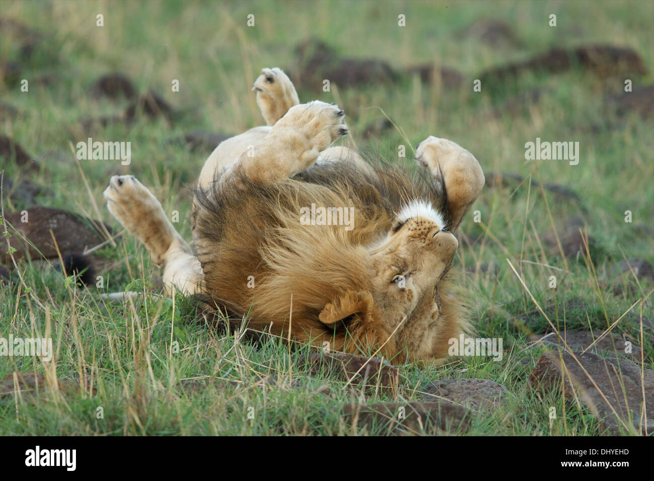 Lion King Jungle In Natural Stock Photos Lion King Jungle In