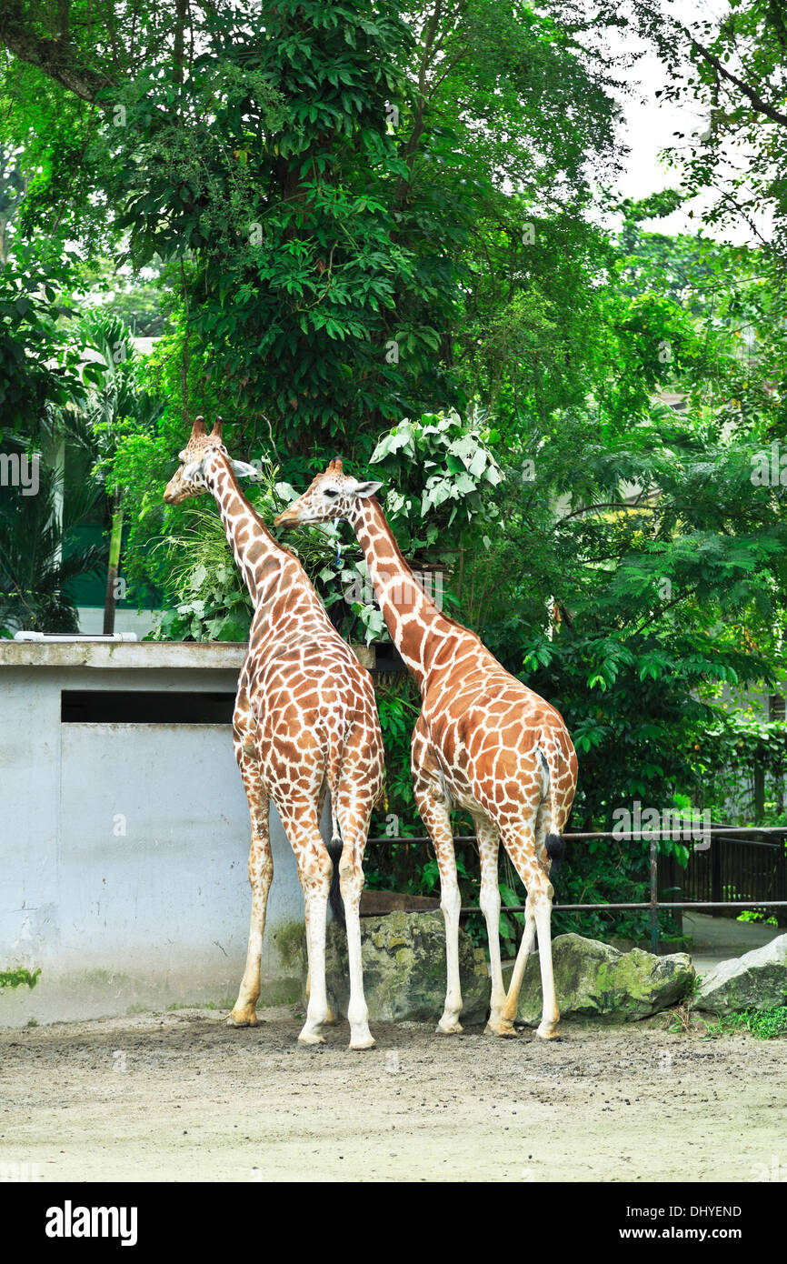 Of national malaysia zoo Kuala Lumpur