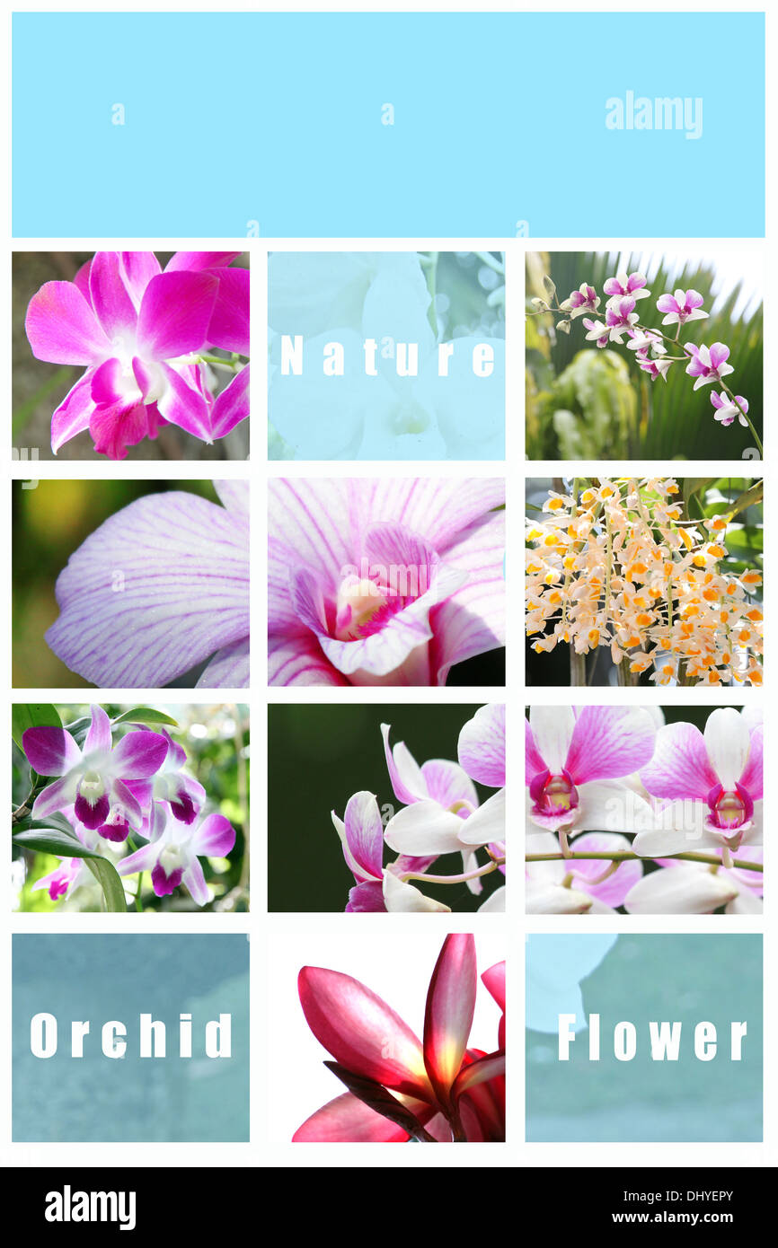 Mix Picture Orchid in frame of background. Stock Photo