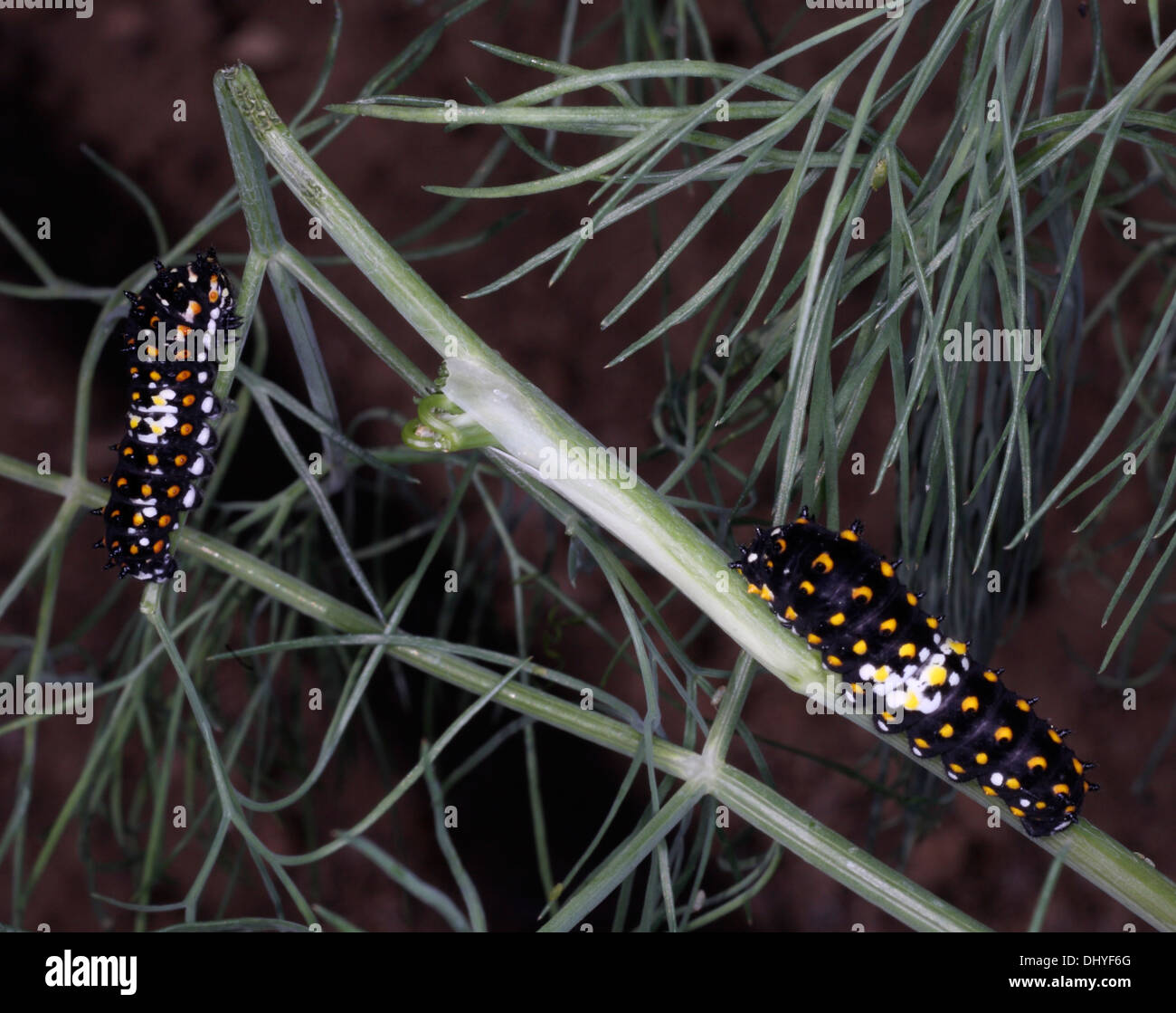 Two black swallowtail butterfly caterpillars (Papilio polyxenes) feeding on dill plant. Stock Photo