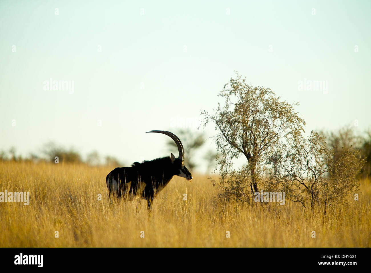 A sable stands in tall golden grass in the Northern Cape of South Africa Stock Photo