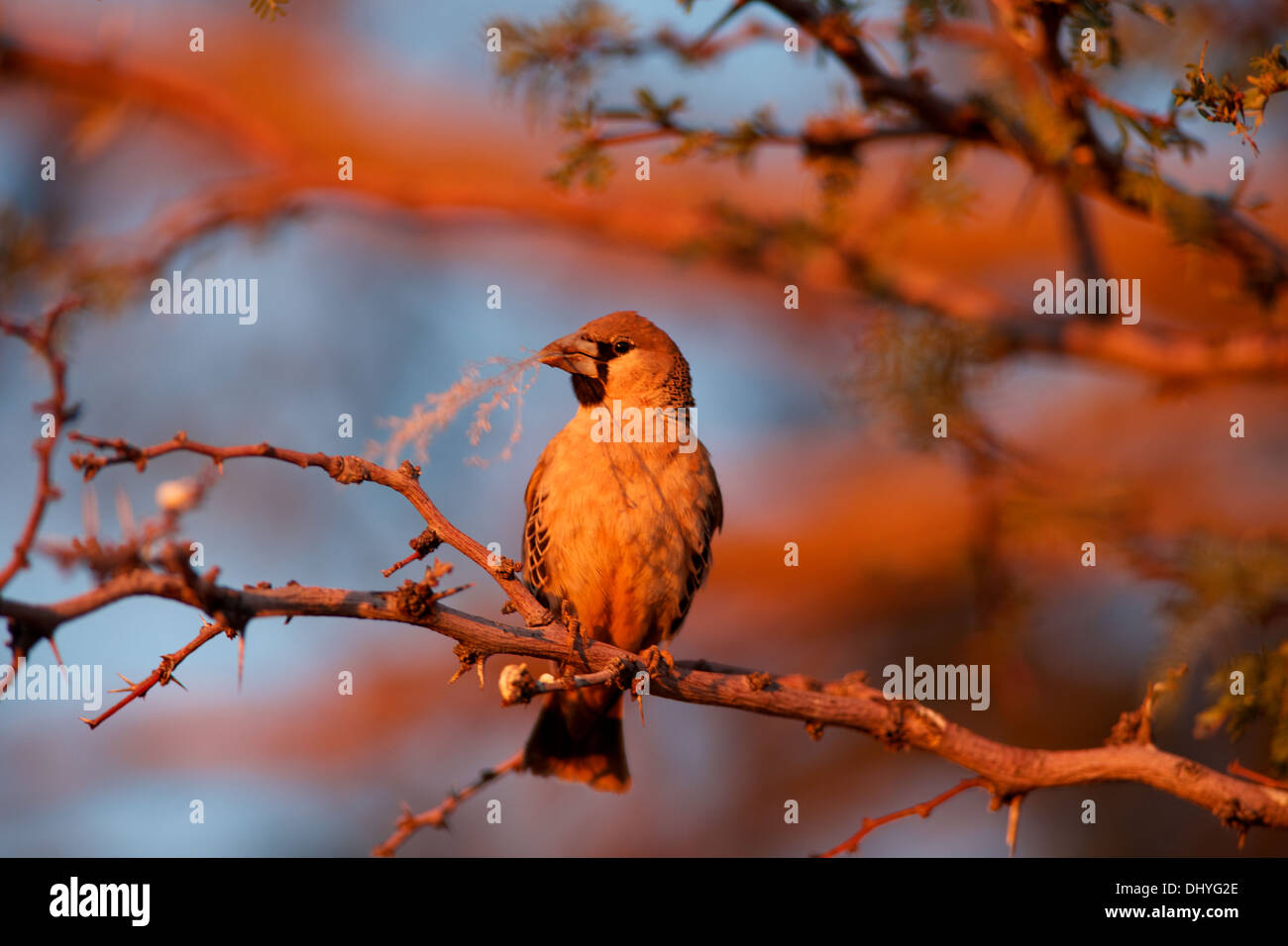 A weaver bird sits on a tree branch holding a piece of grass in its beak before building a nest. Stock Photo