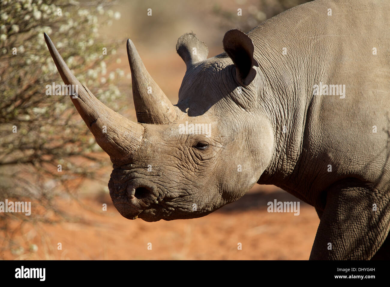 Black Rhino in the Northern Cape of South Africa Stock Photo