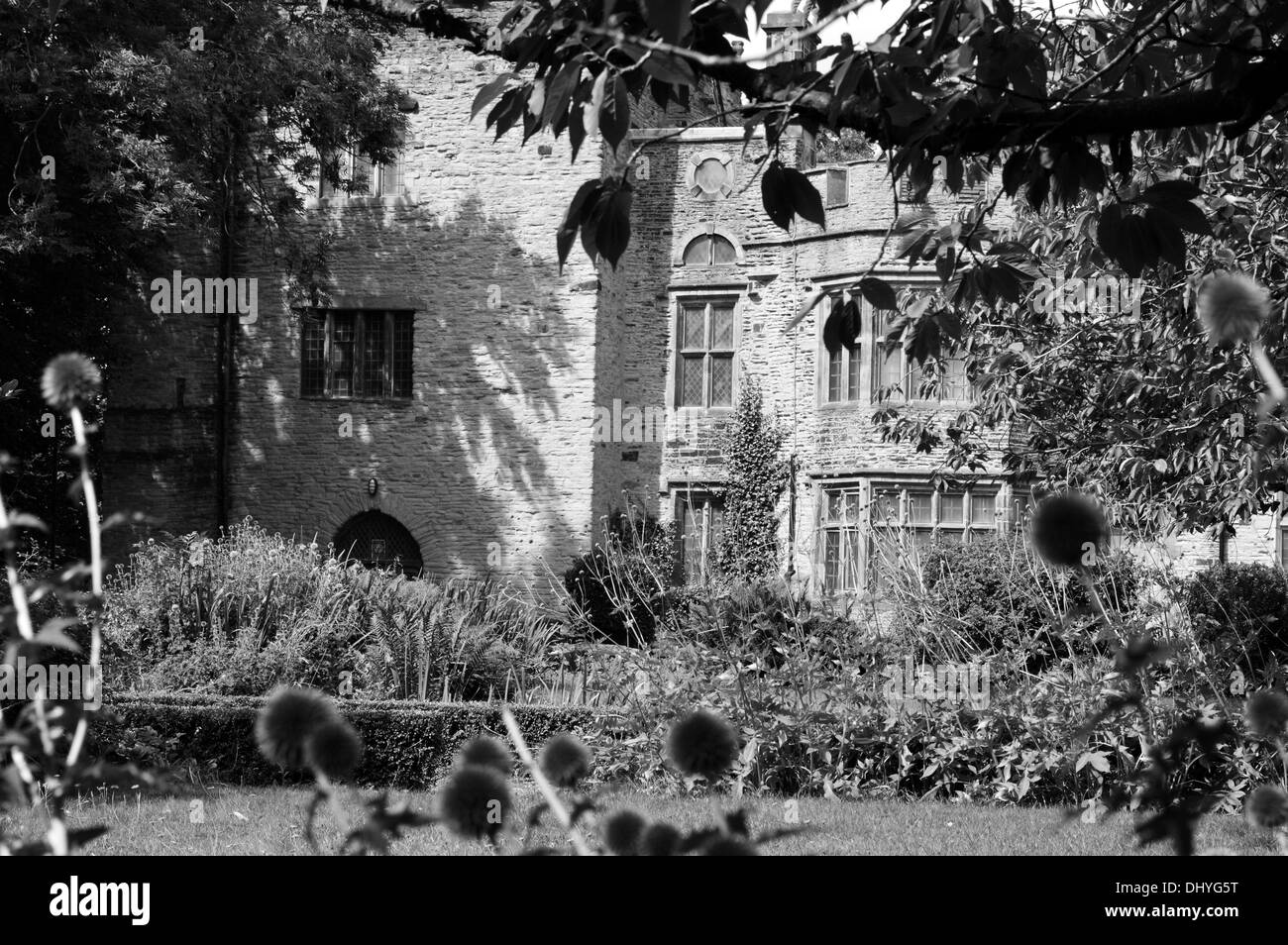 a monochrome shot of bolling hall from the gardens through thistle heads Stock Photo