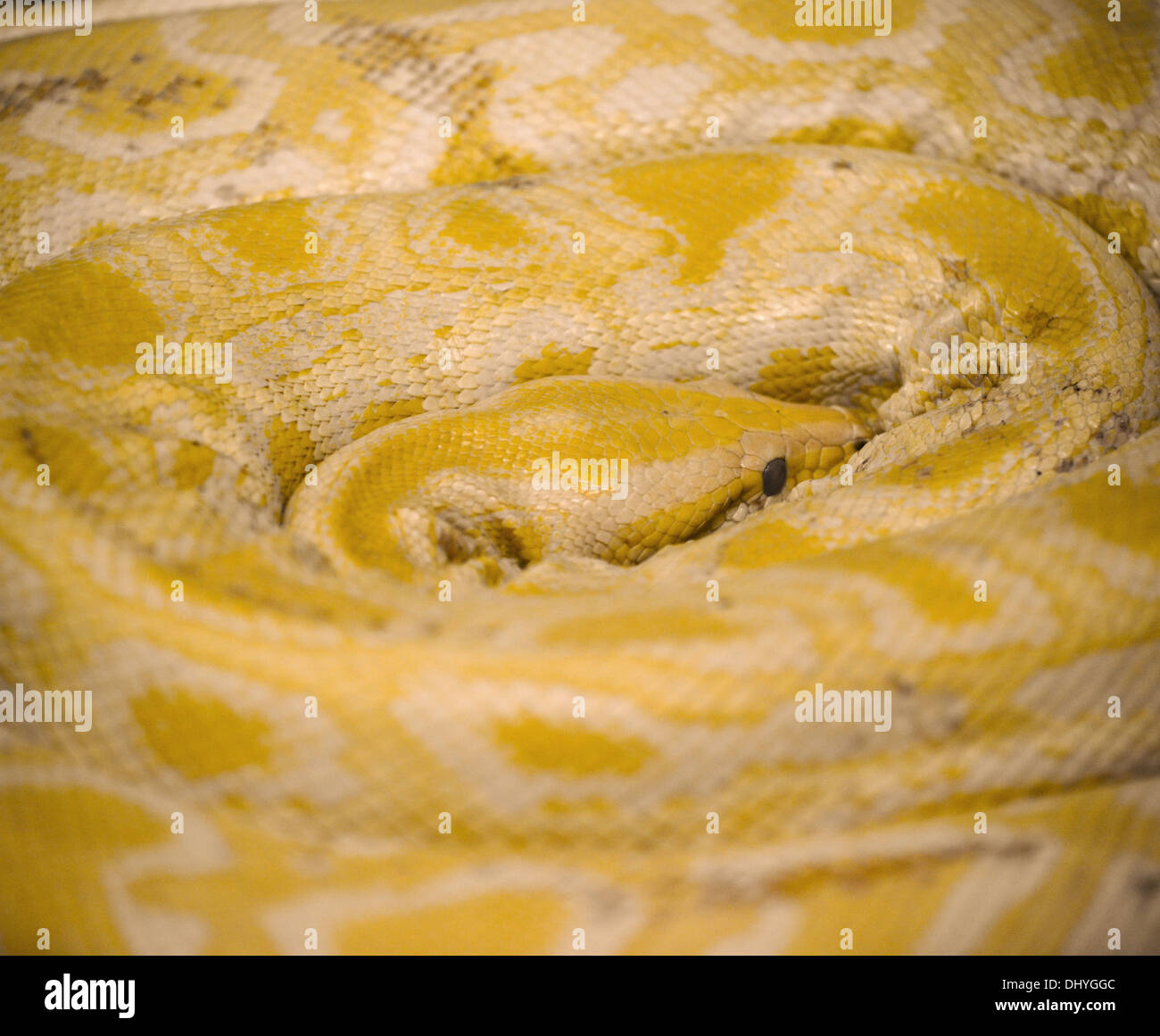 Golden python hi-res stock photography and images - Alamy