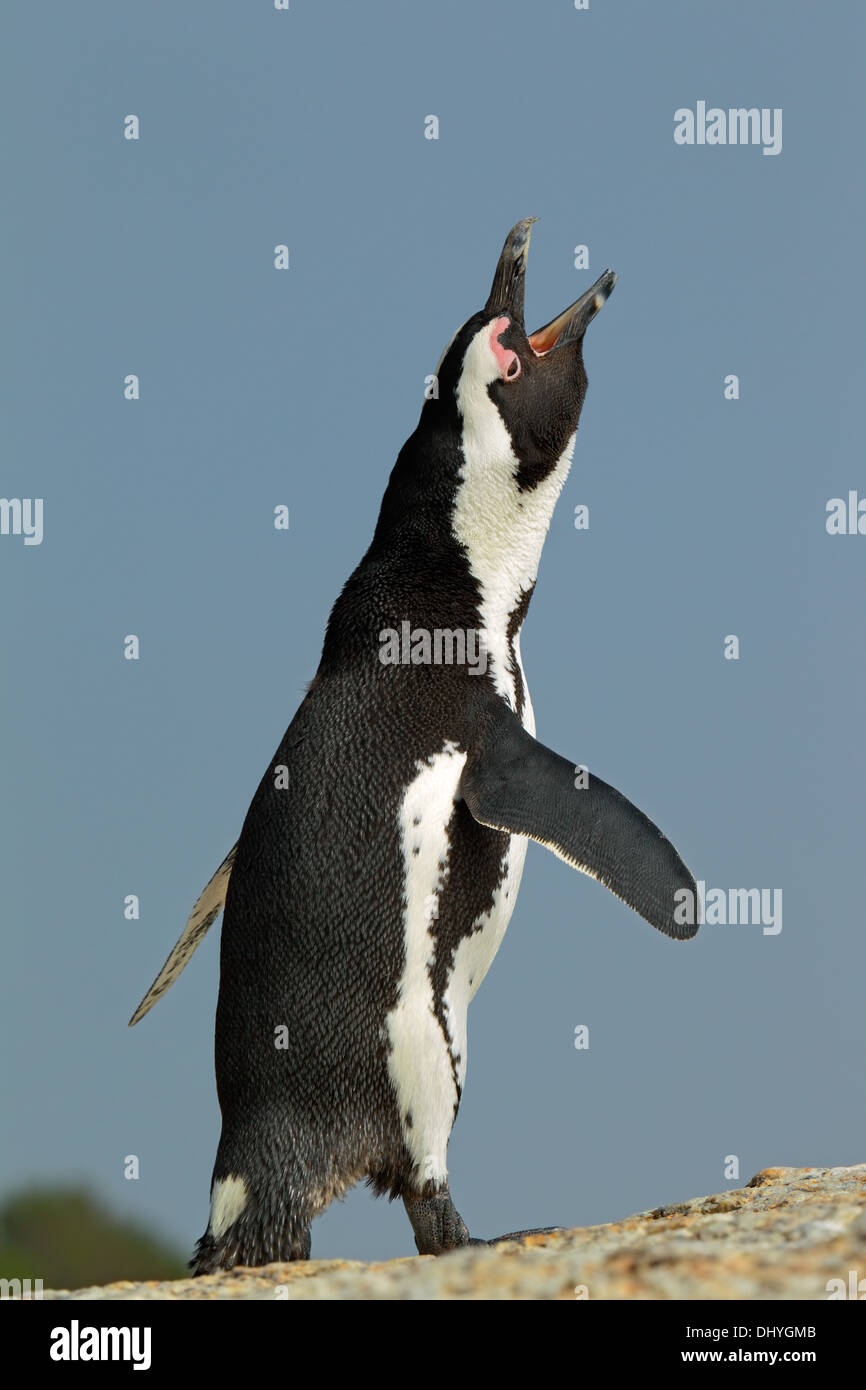 African penguin (Spheniscus demersus) calling, against a blue sky, Western Cape, South Africa Stock Photo