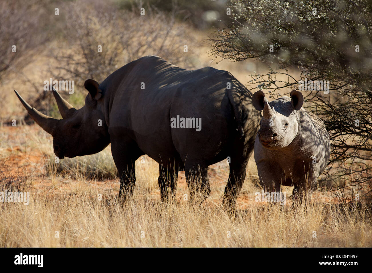 A mother and calf Black Rhino stand in the shade of a bush in the Kalahari area of South Africa's Northern Cape Stock Photo