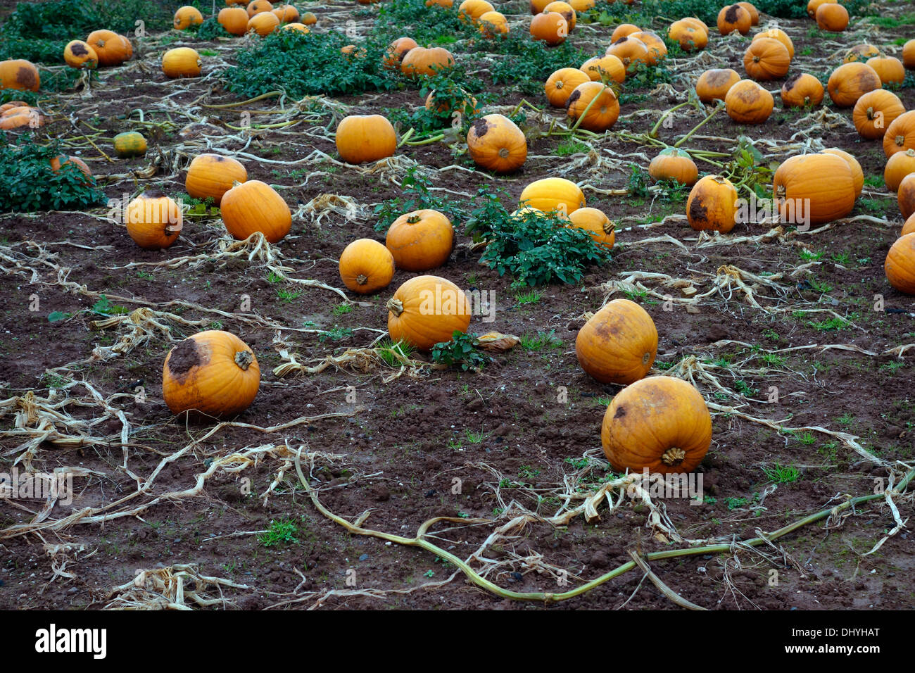 A field of Cucurbita maxima - Pumpkins in November, Devon UK Stock Photo