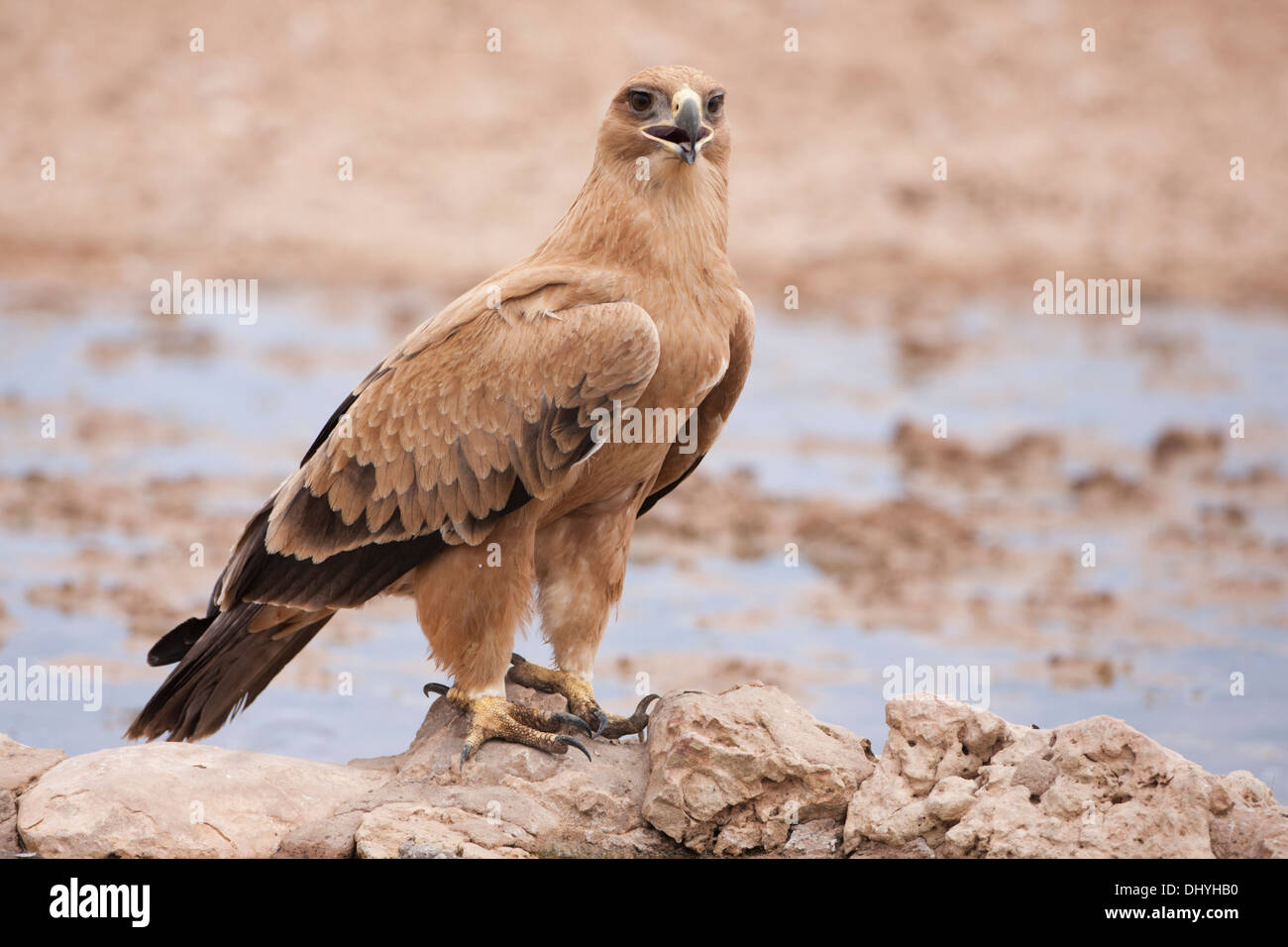 Tawny Eagle (Aquila rapax rapax) drinking at a water hole in the