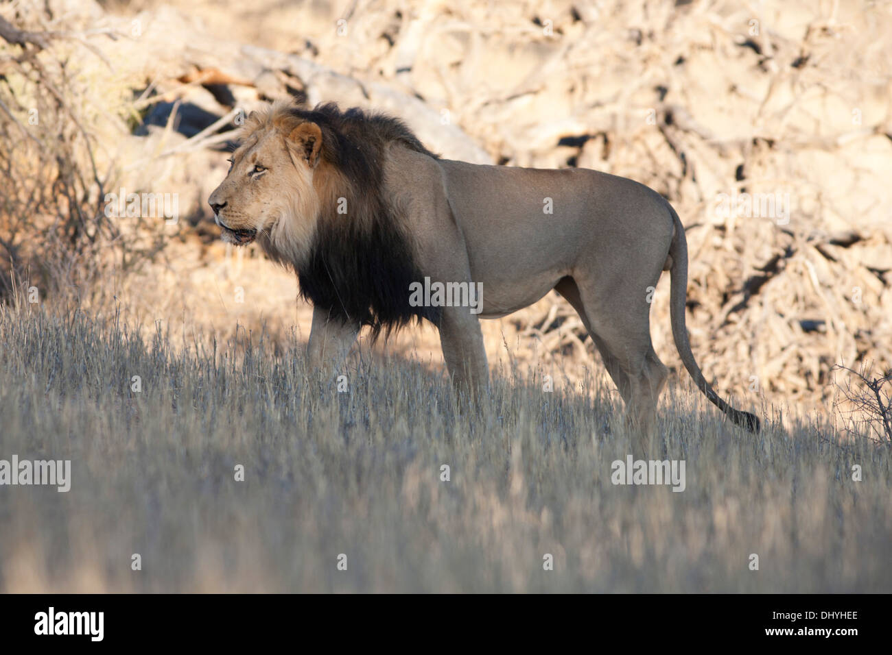 Black-maned African Lion walking in the Kalahari desert Stock Photo