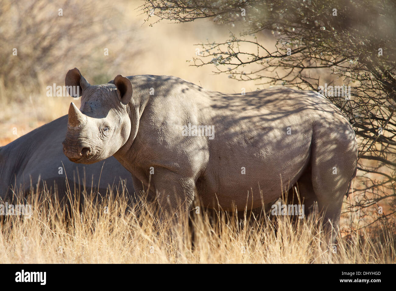 A mother and calf Black Rhino stand in the shade of a bush in the Kalahari area of South Africa's Northern Cape Stock Photo